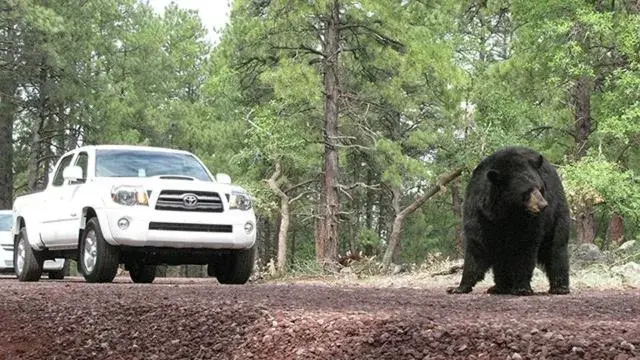 Animals, Other Animals in Star Route 66 Grand Canyon