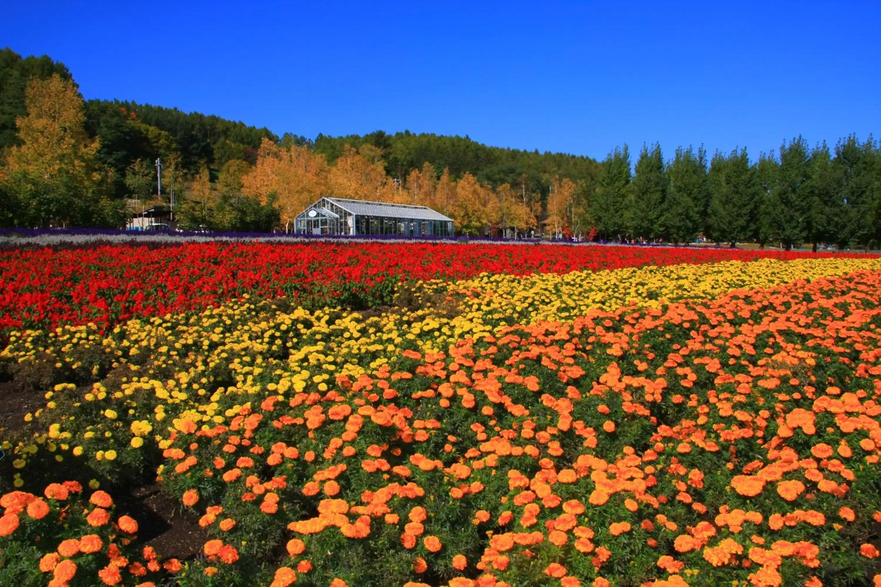 Summer in Brick House Furano