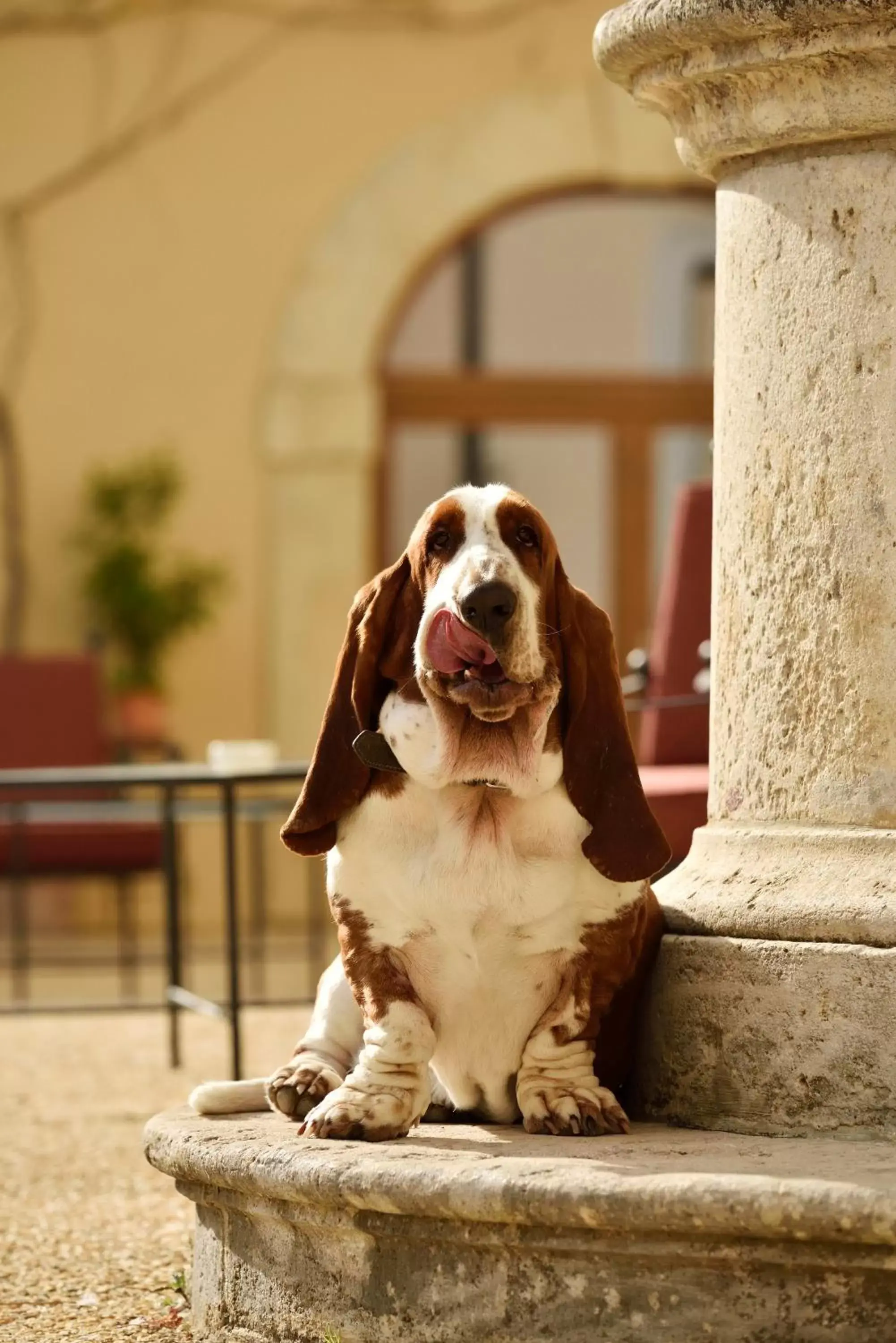 Pets in Villa Sabolini