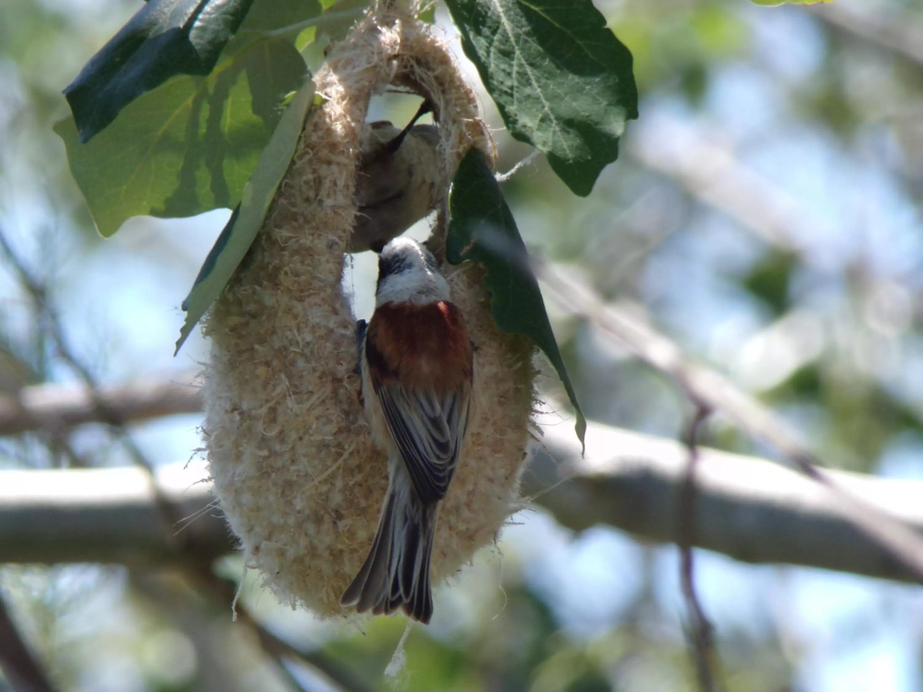Animals in Delta Hotel