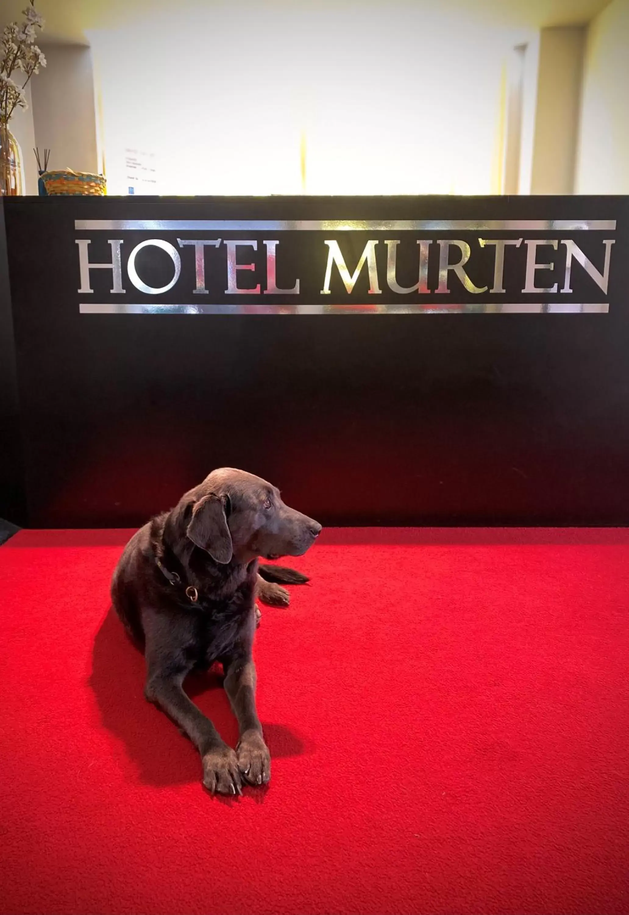 Pets in Hotel Murten