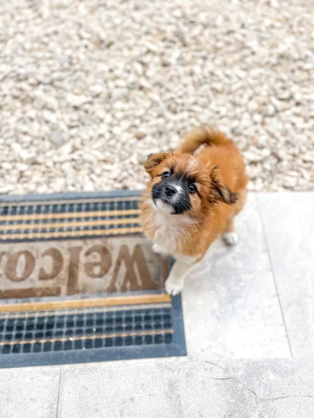 Pets in Seashell Beach Rooms