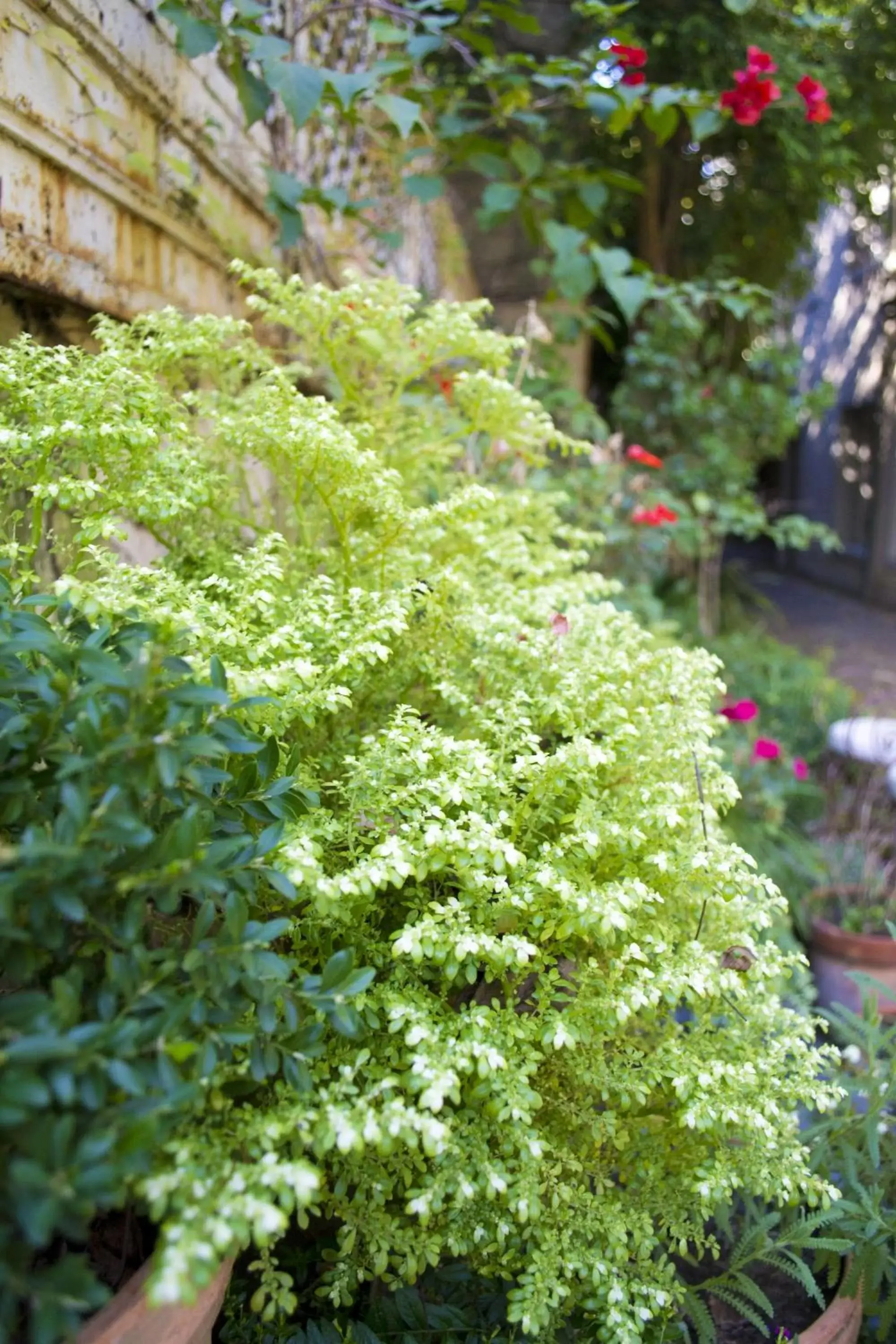 Garden in BENS L'Hôtel Palermo