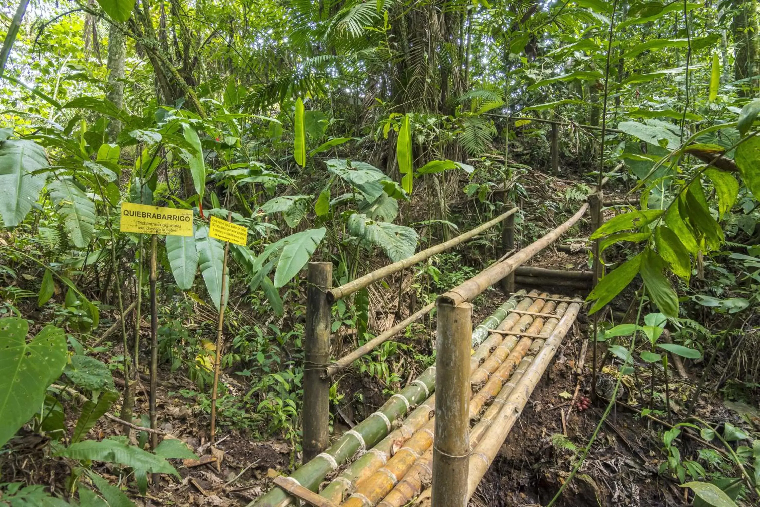 Natural landscape in Selina Quindio