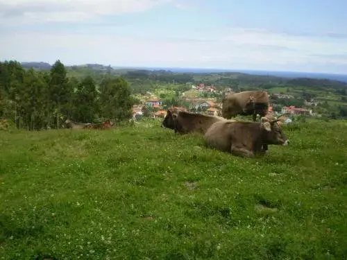 Area and facilities, Other Animals in Casa de Aldea Ruiloba