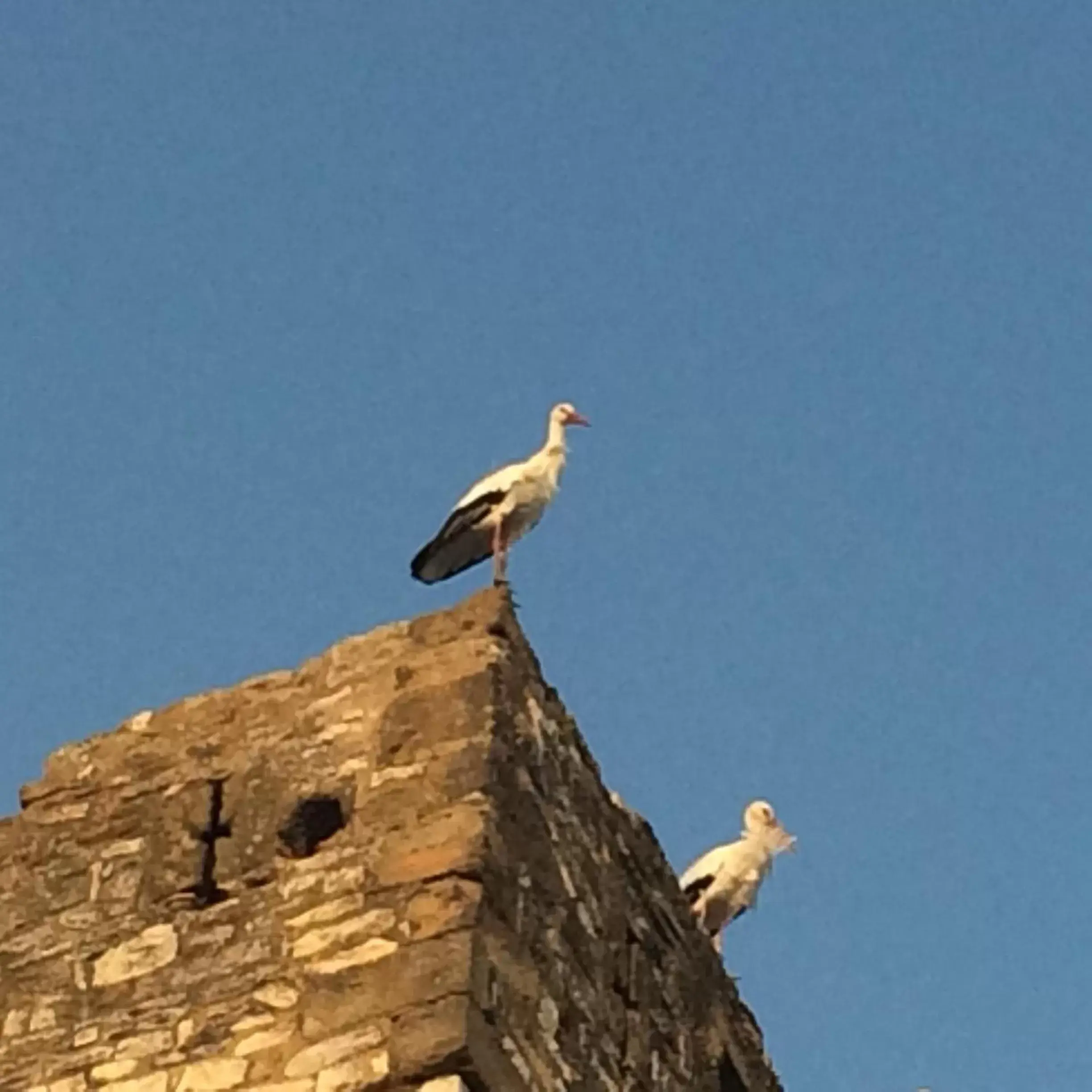 Animals, Other Animals in Hotel Le Saint Laurent