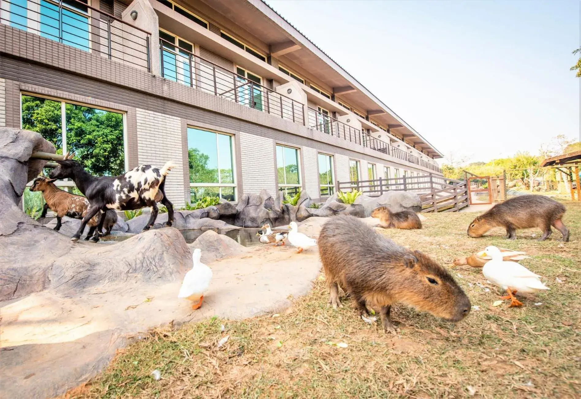 View (from property/room), Other Animals in Leofoo Resort Guanshi