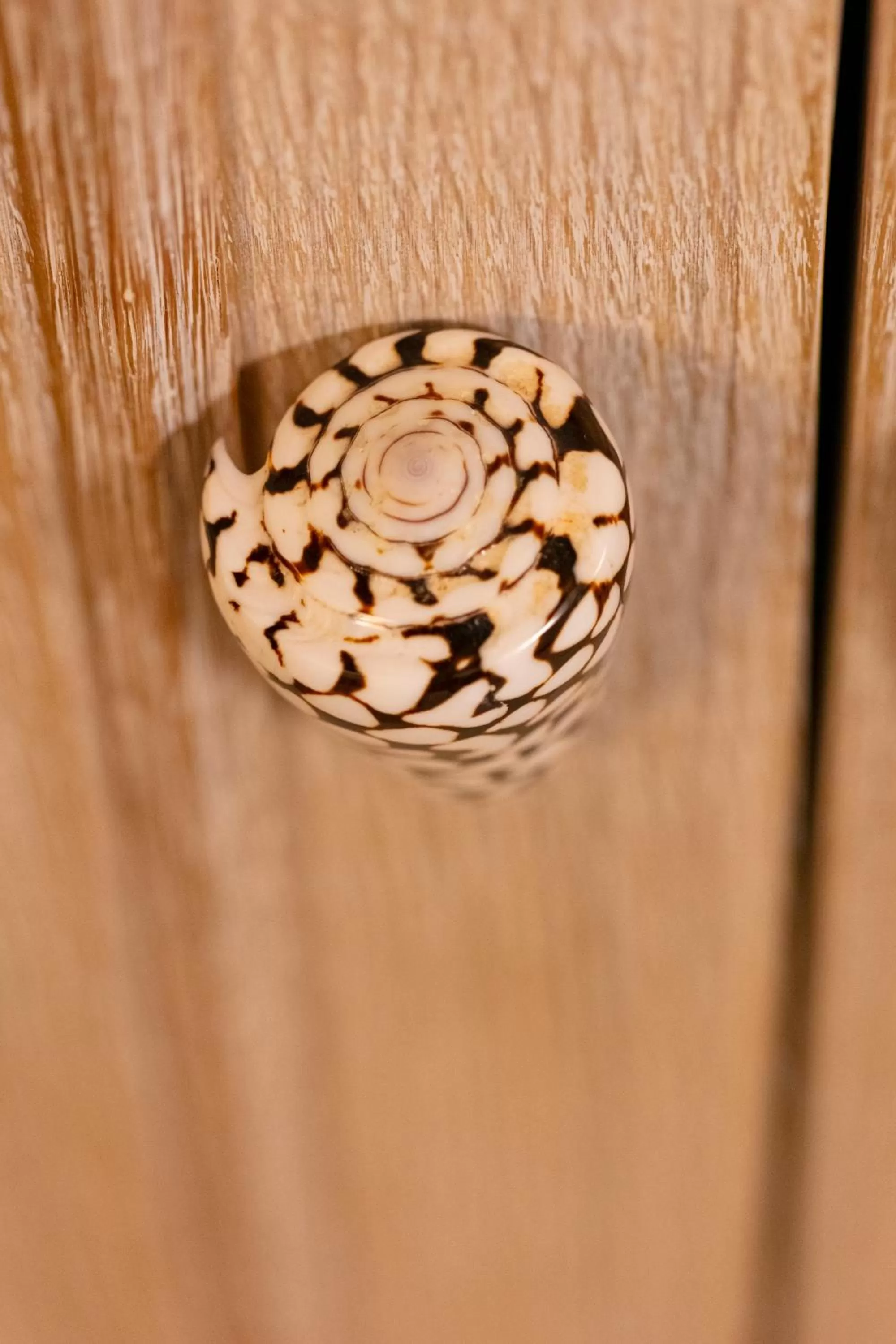 Decorative detail in Residenza Sveva