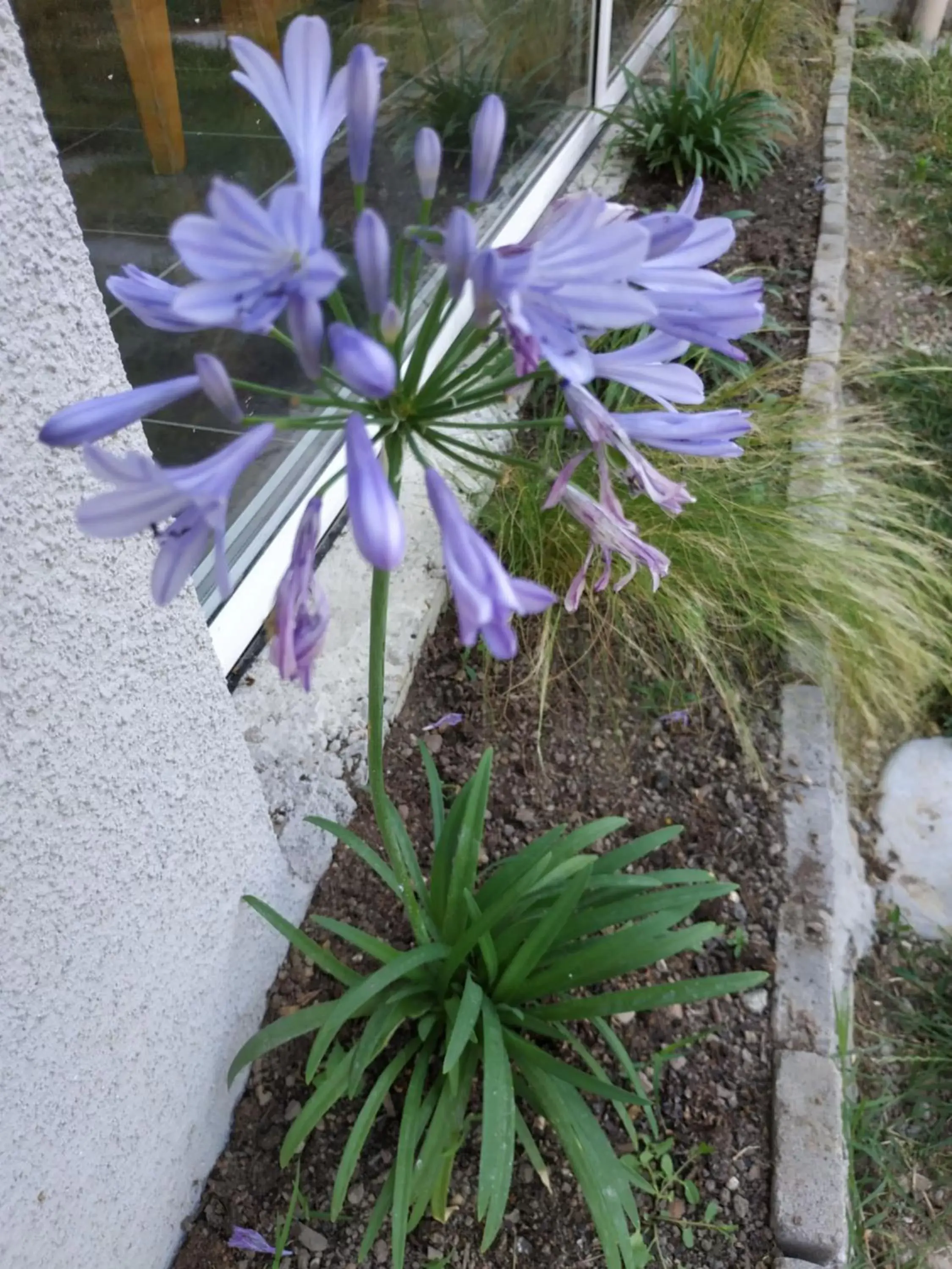 Decorative detail in Les Agapanthes du frontonnais