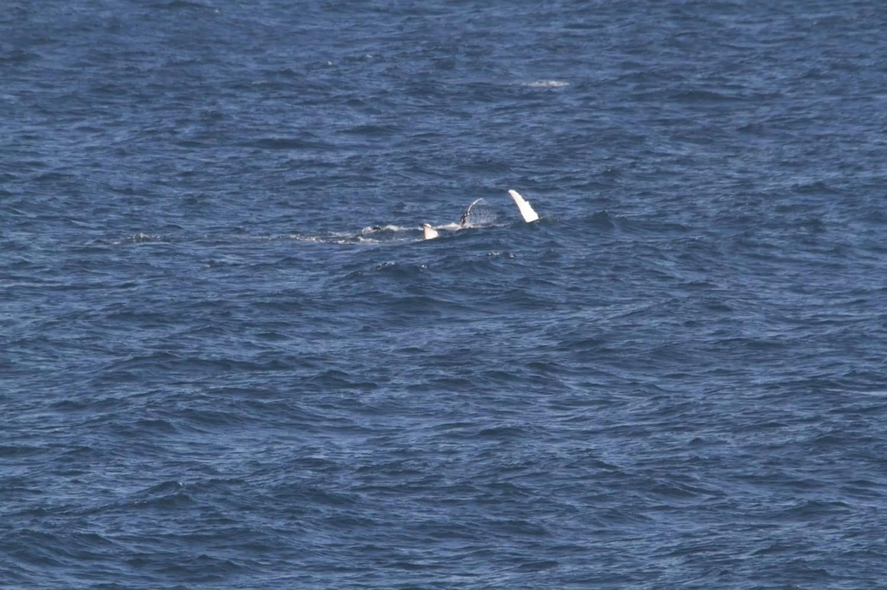 Natural landscape, Other Animals in Sea Whispers