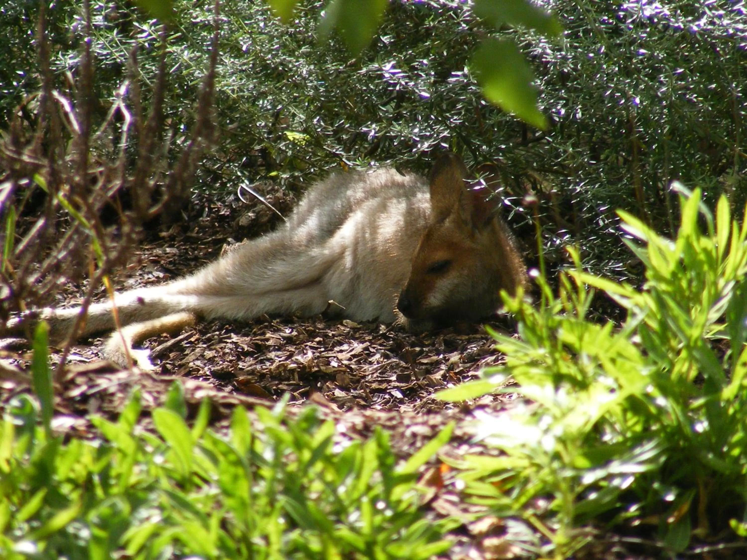 Other in Wallaby Ridge Retreat