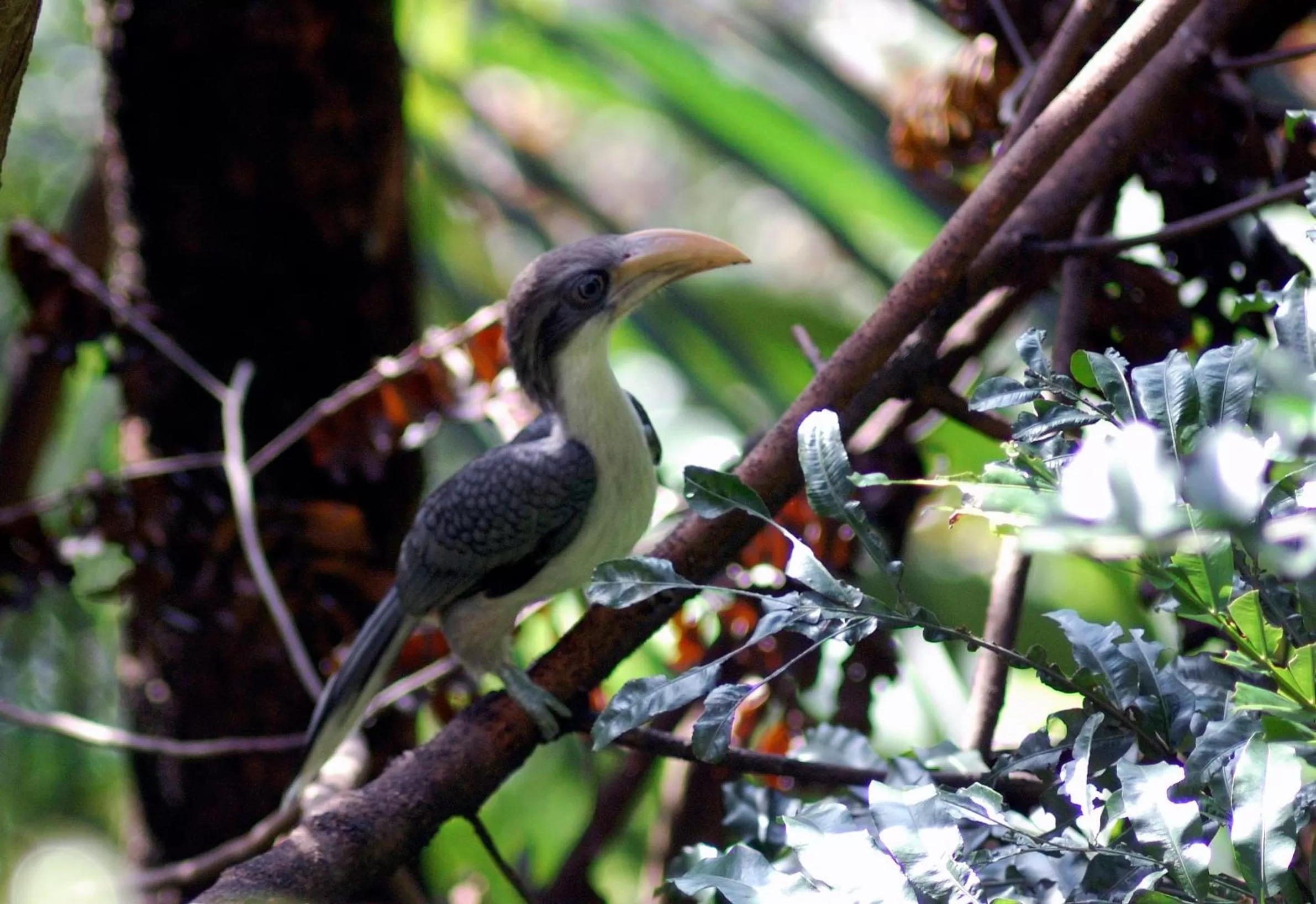 Animals in Evergreen