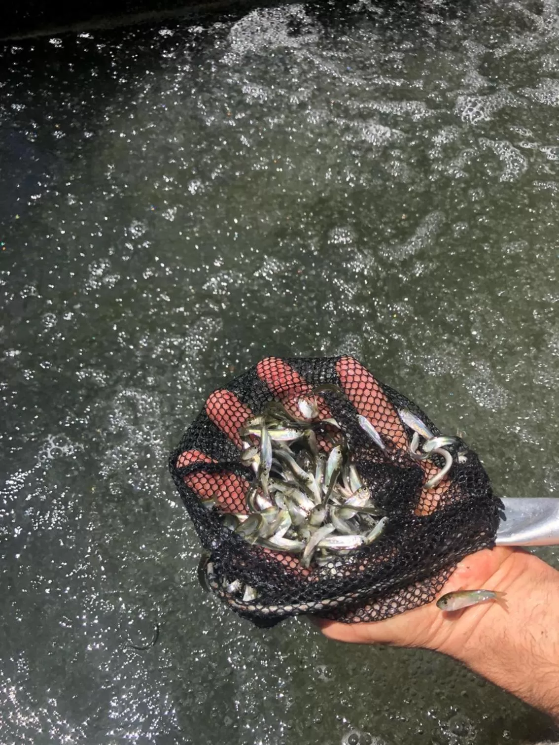 Herring Run Motel and Tiny Cabins