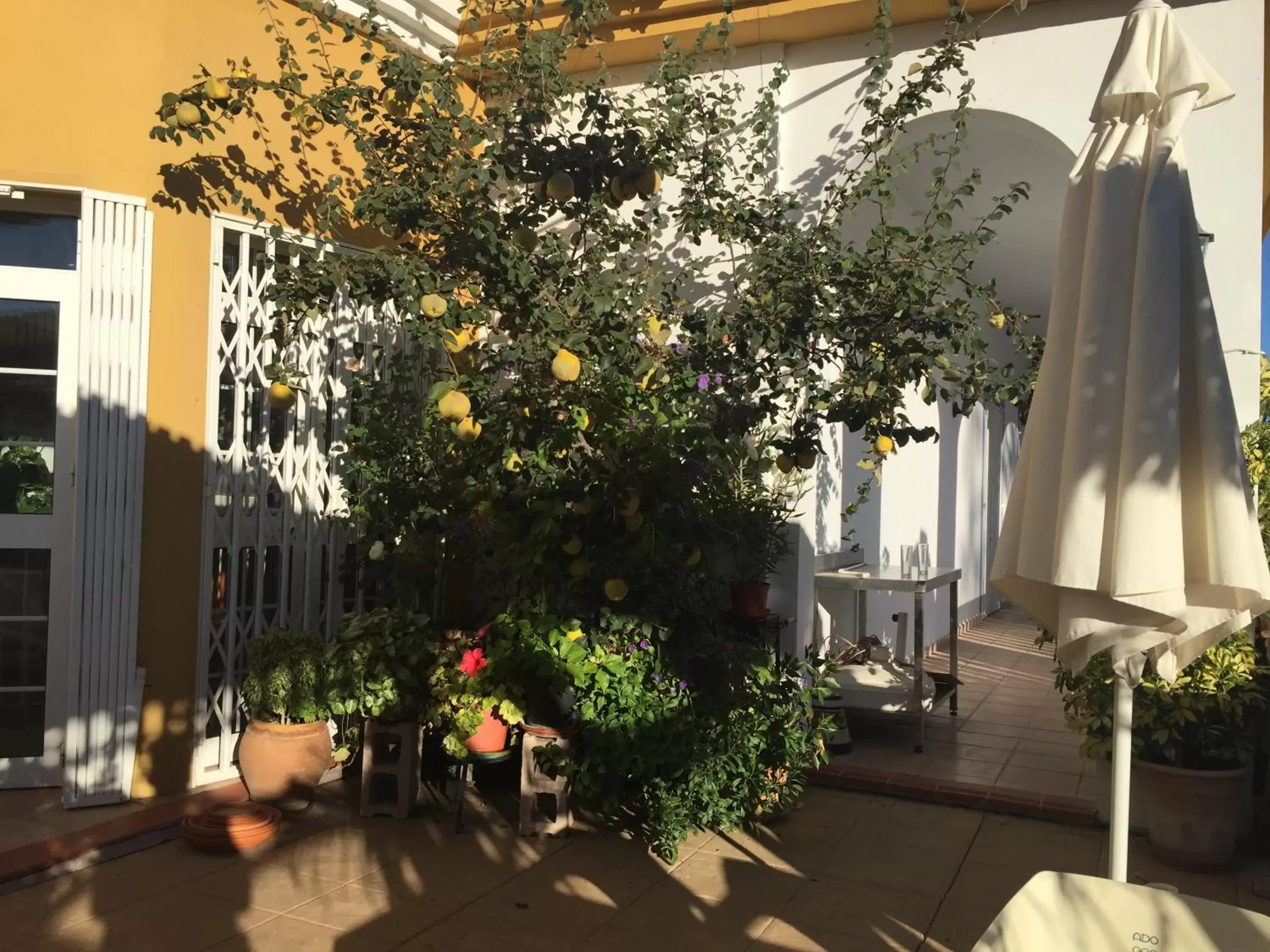 Garden in Hotel Arco del Sol