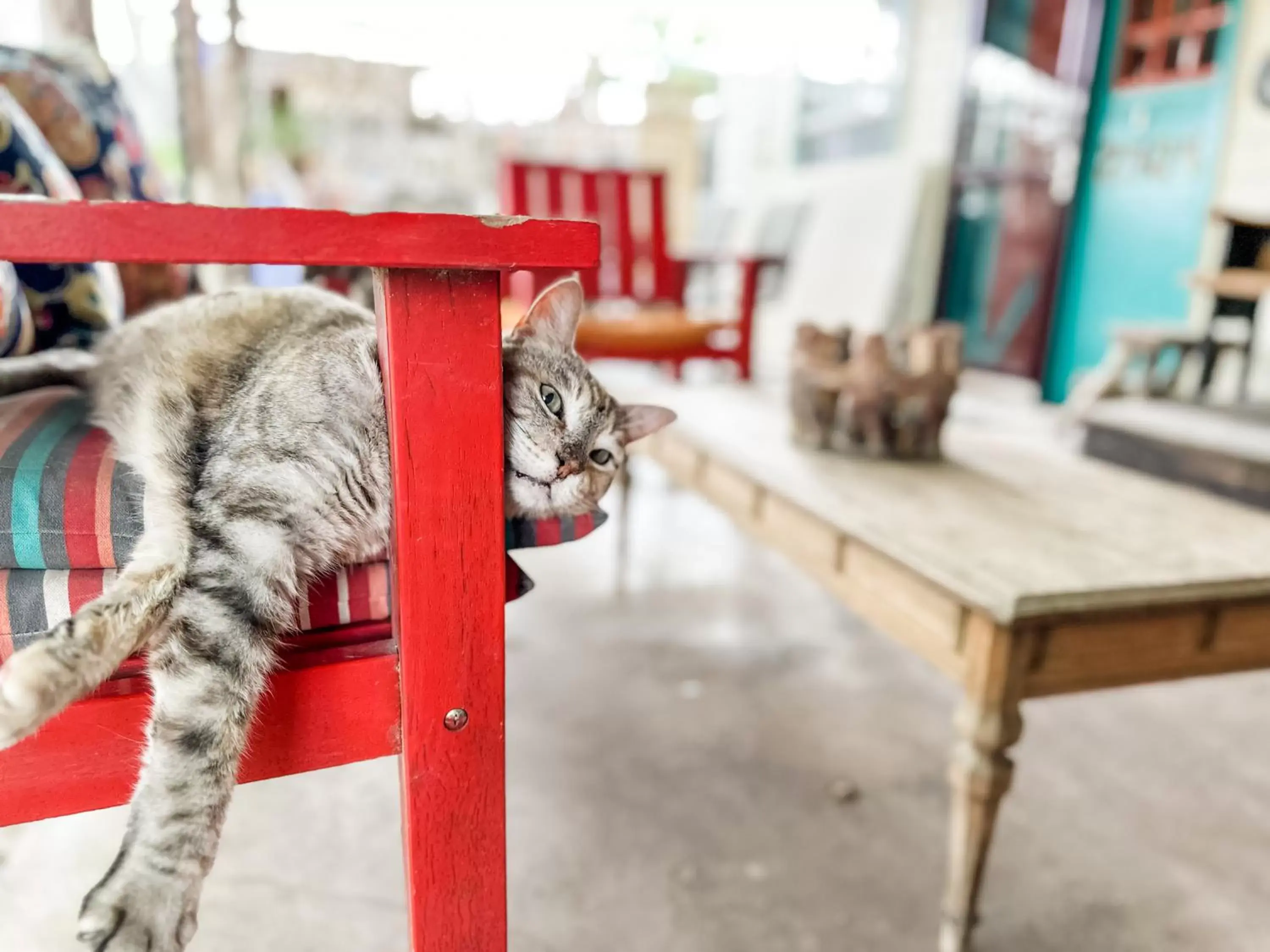 Pets in Inn at the Art Center