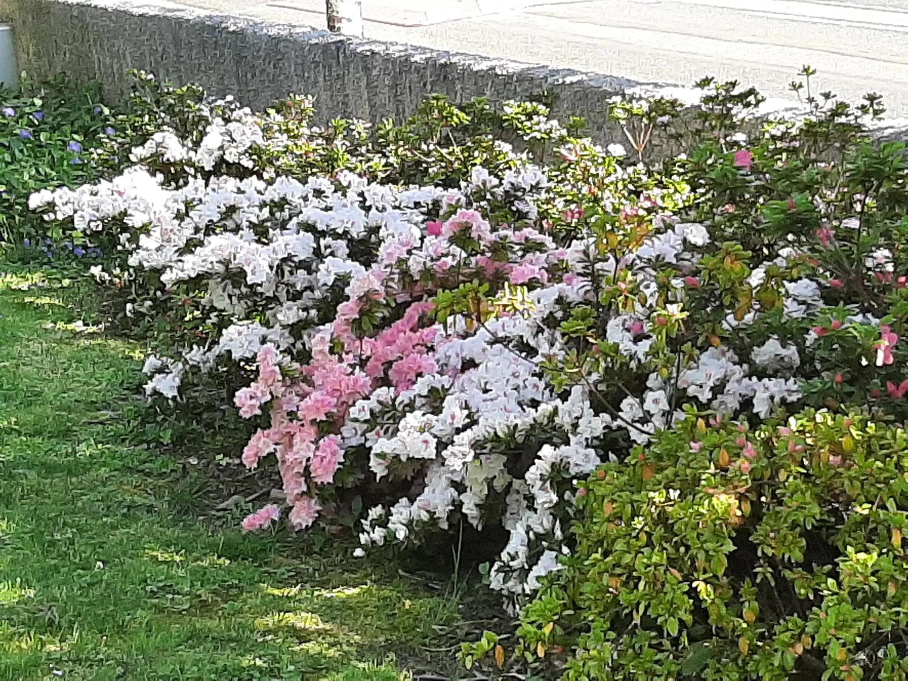 Garden in SAKURA