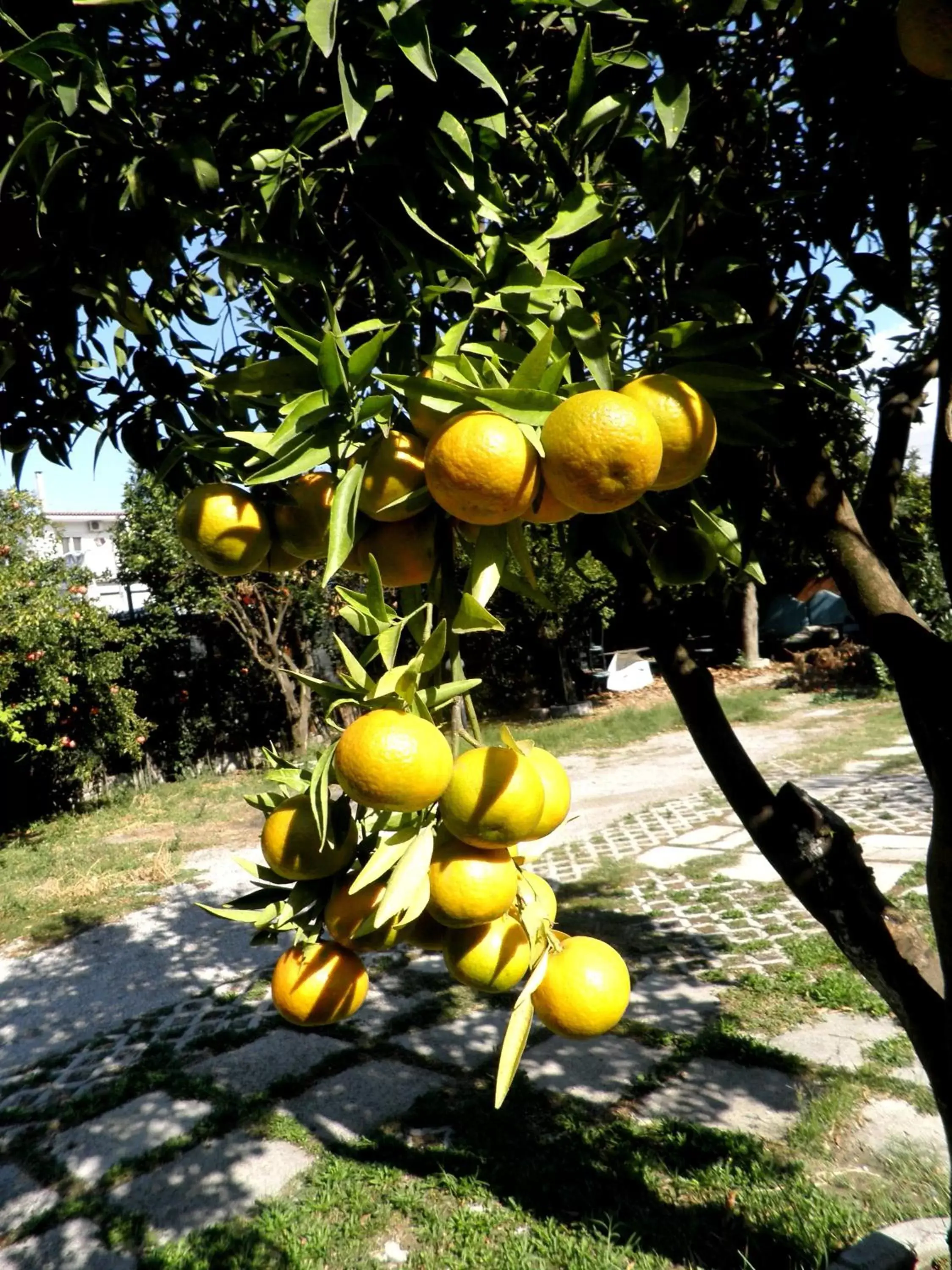 Garden in Villa Rocla guest house Pompei