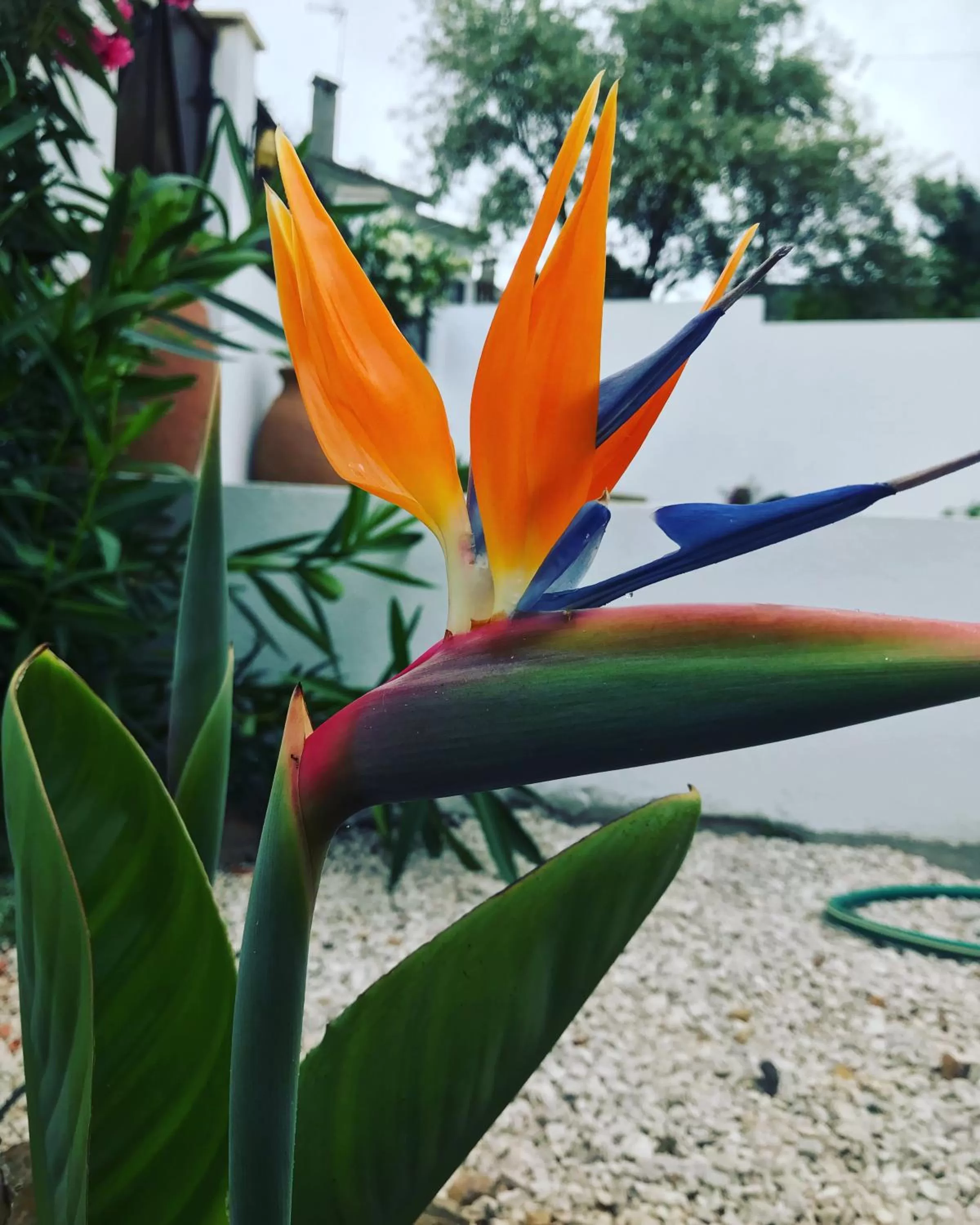 Garden in Casa Da Oliveira