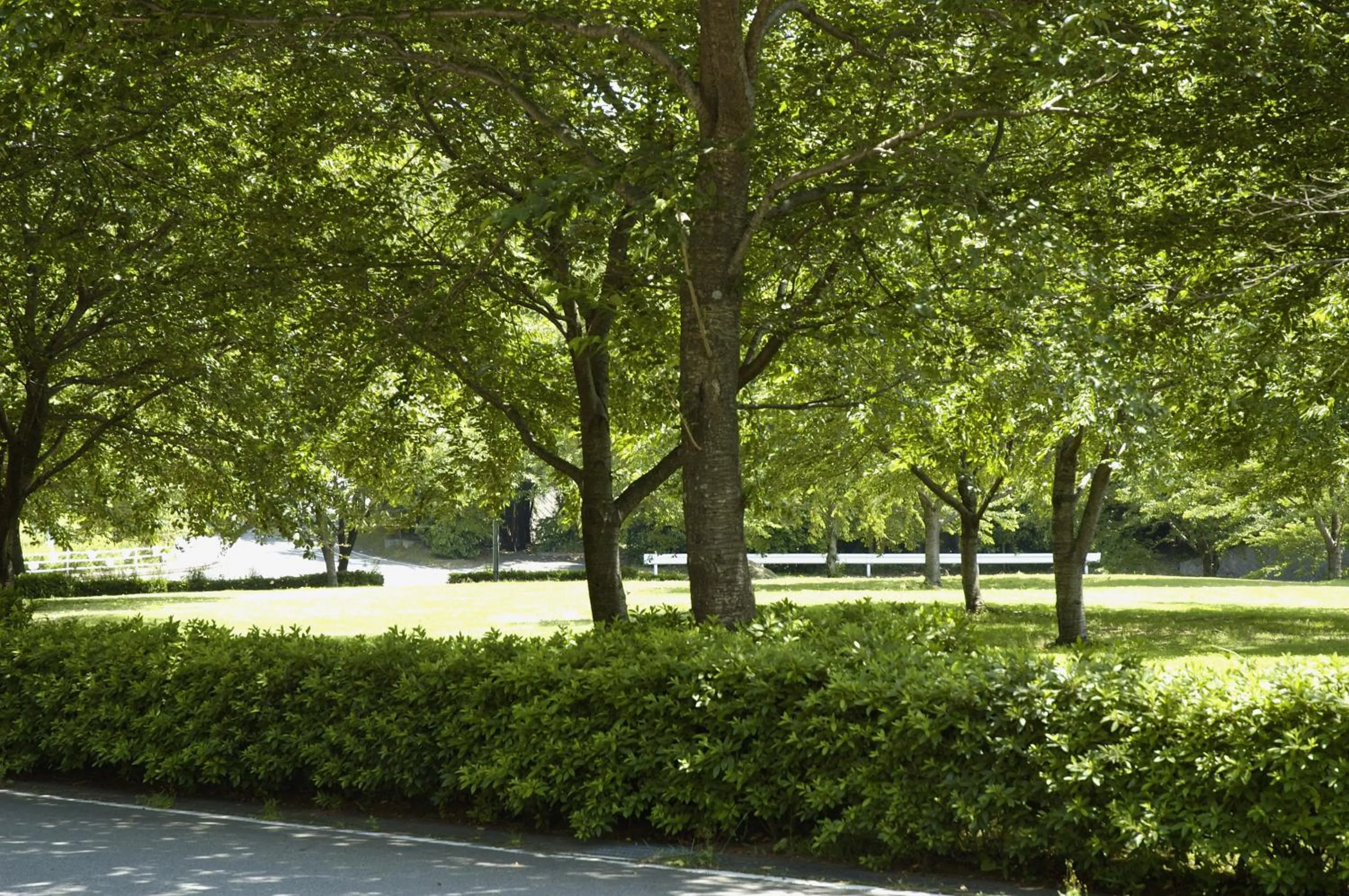 Garden in Hotel Laforet Shuzenji