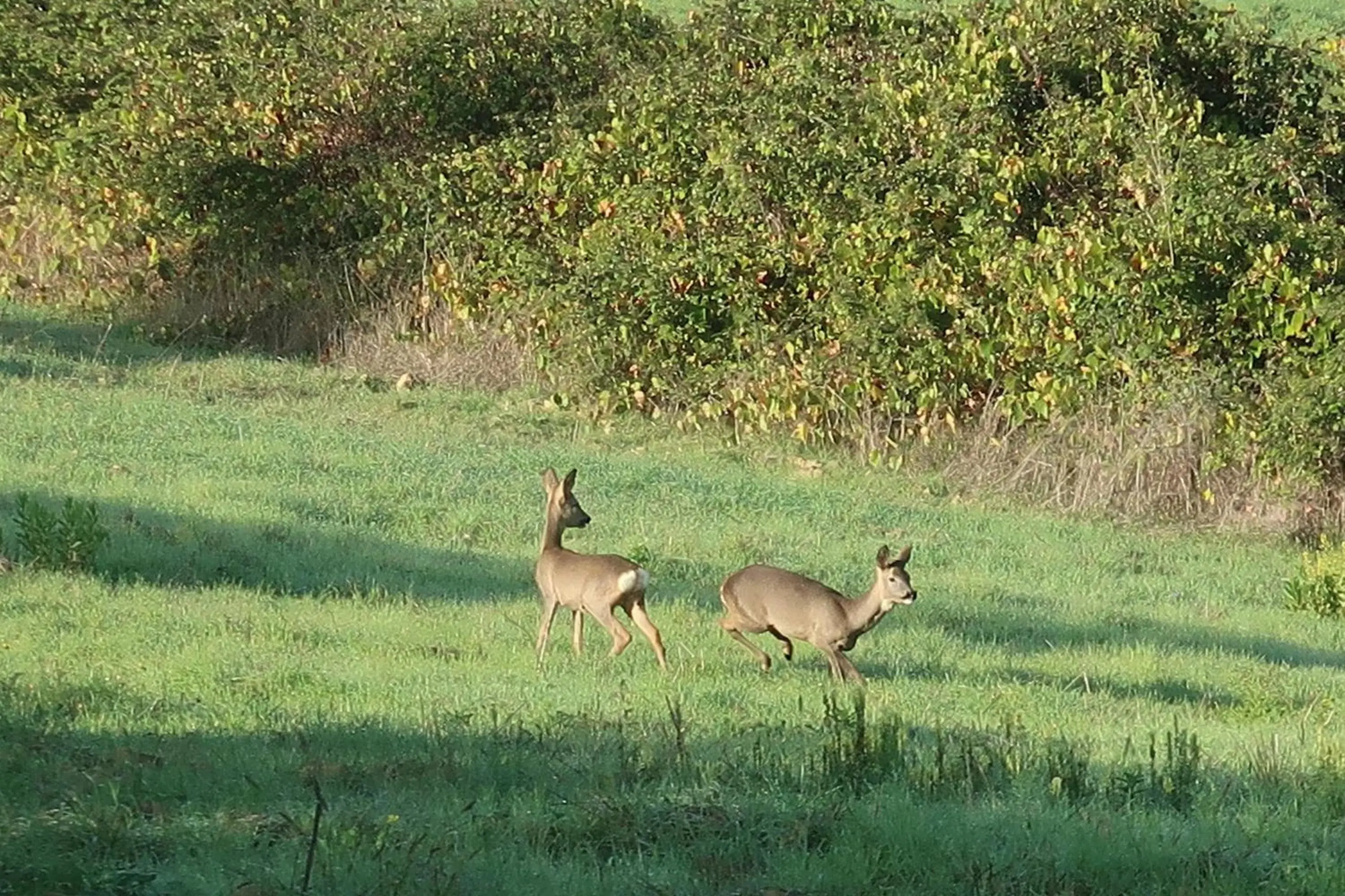 Animals, Other Animals in Hotel Borgo Di Cortefreda