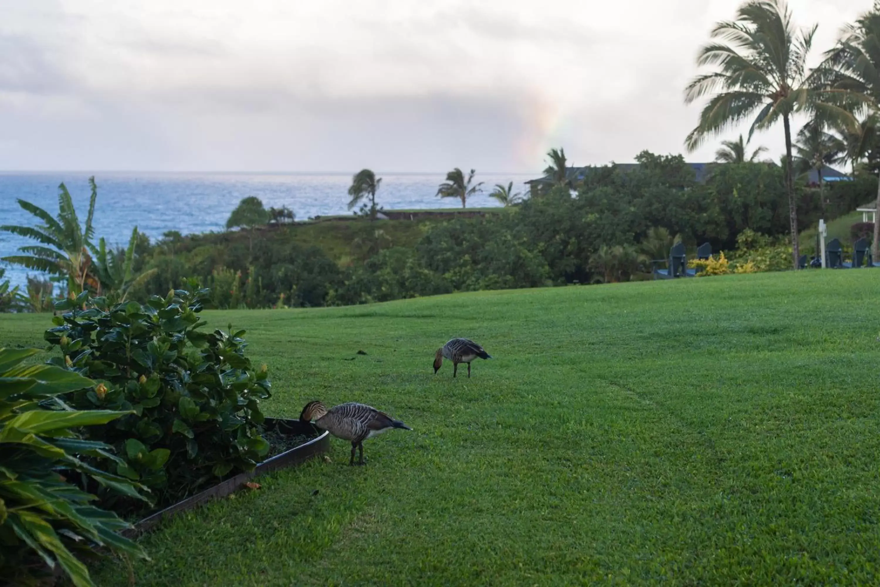 Garden, Other Animals in The Cliffs at Princeville