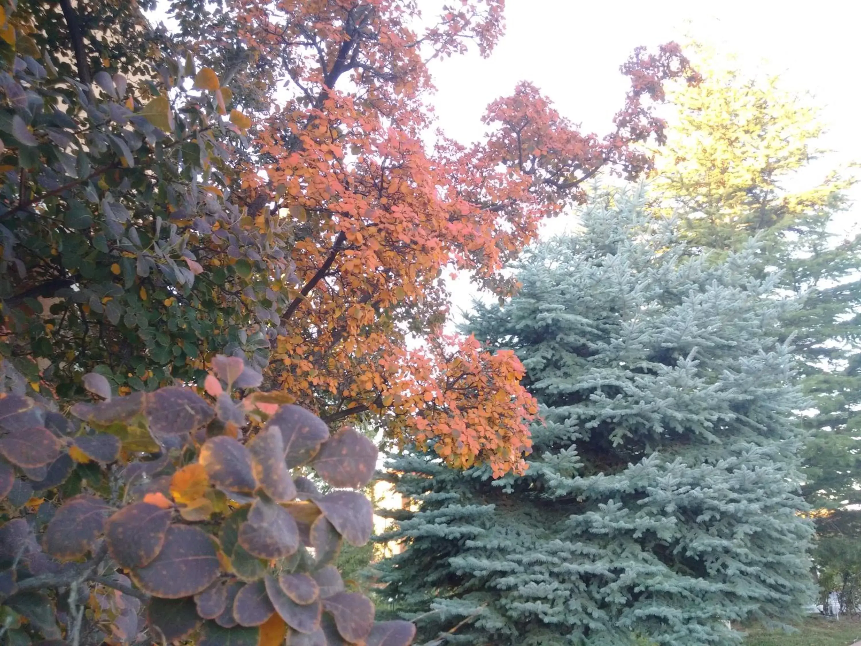 Property building, Garden in Forest Villas Hotel