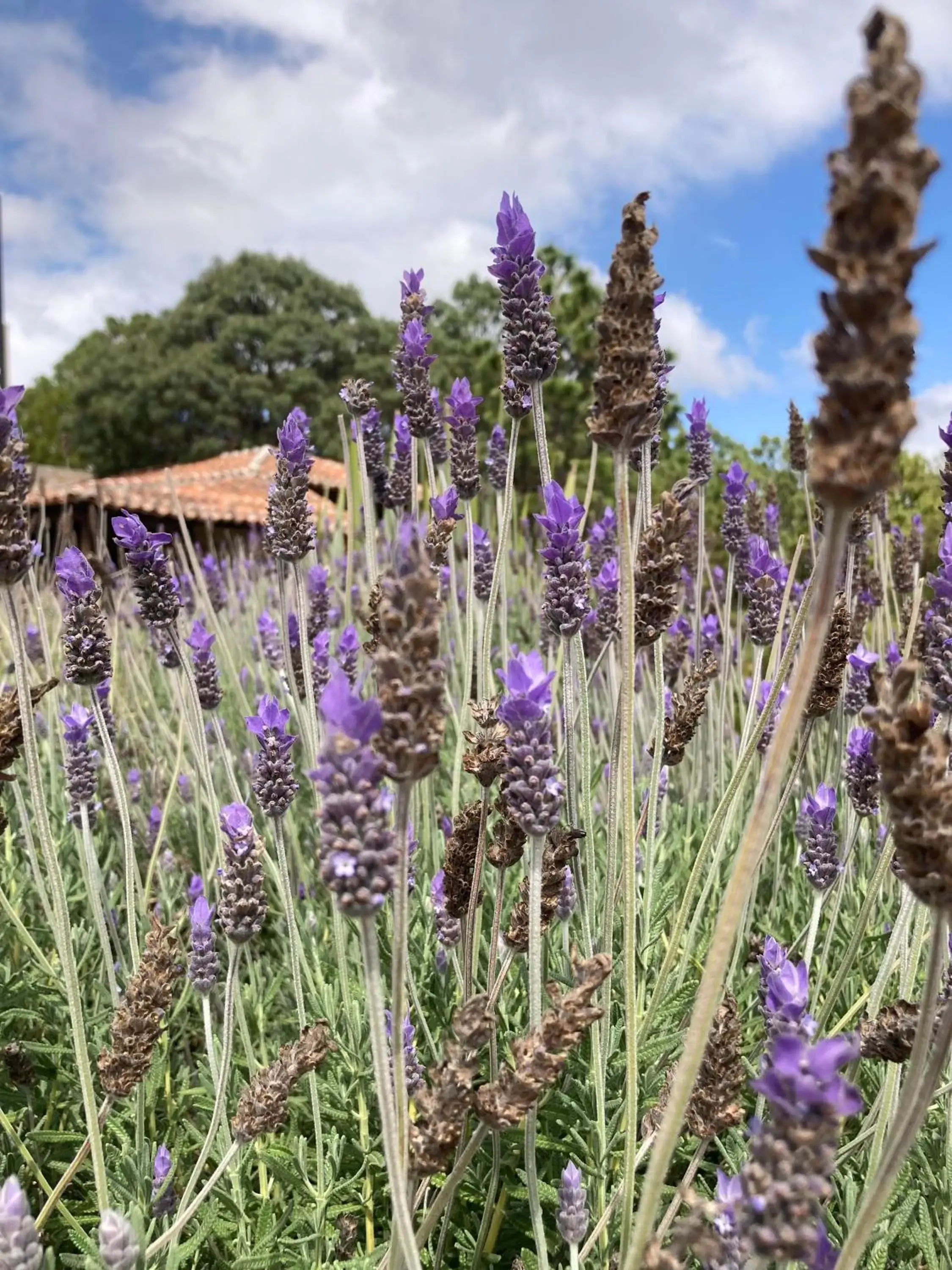 Garden in Hotel Rocaval San Cristóbal de las Casas