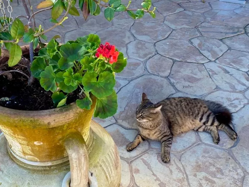 Pets in La Casa di Valeria - Modena