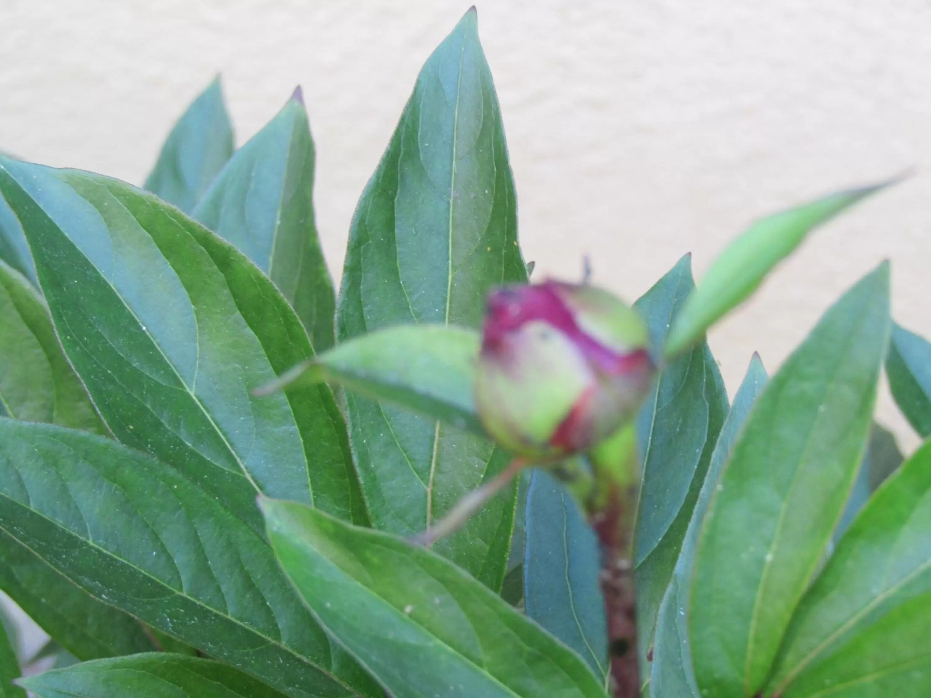 Hotel und Gasthof Ritter St. Georg