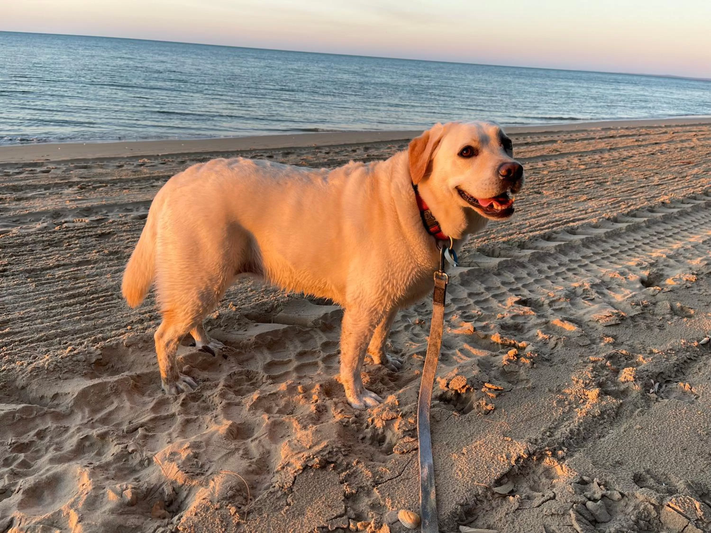 Pets in Torquay Terrace Bed & Breakfast