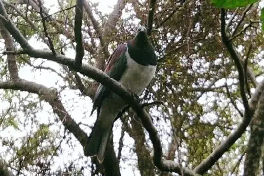 Animals, Other Animals in Auckland Country Cottages