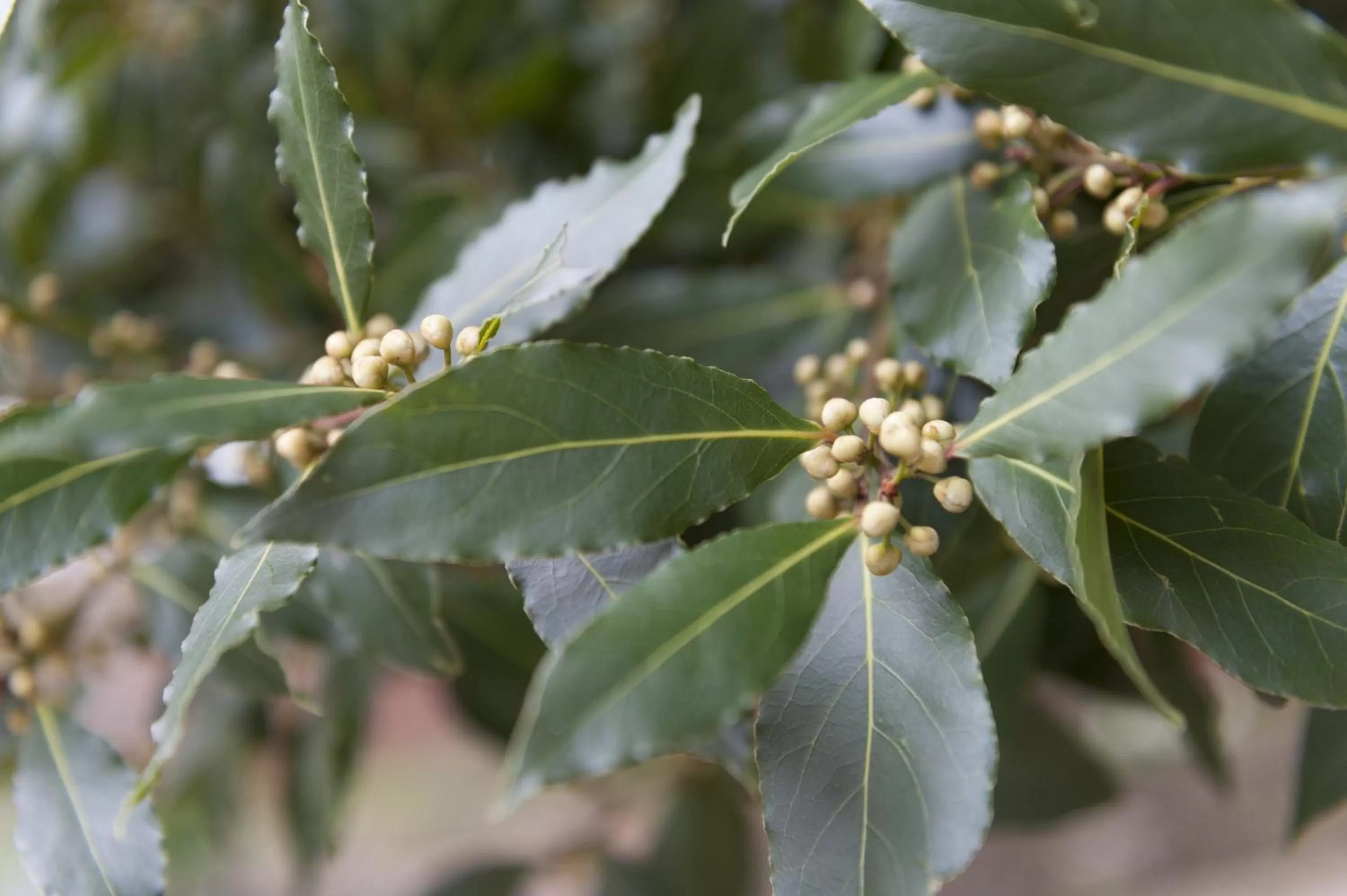 Other in Bay Tree Broadstairs