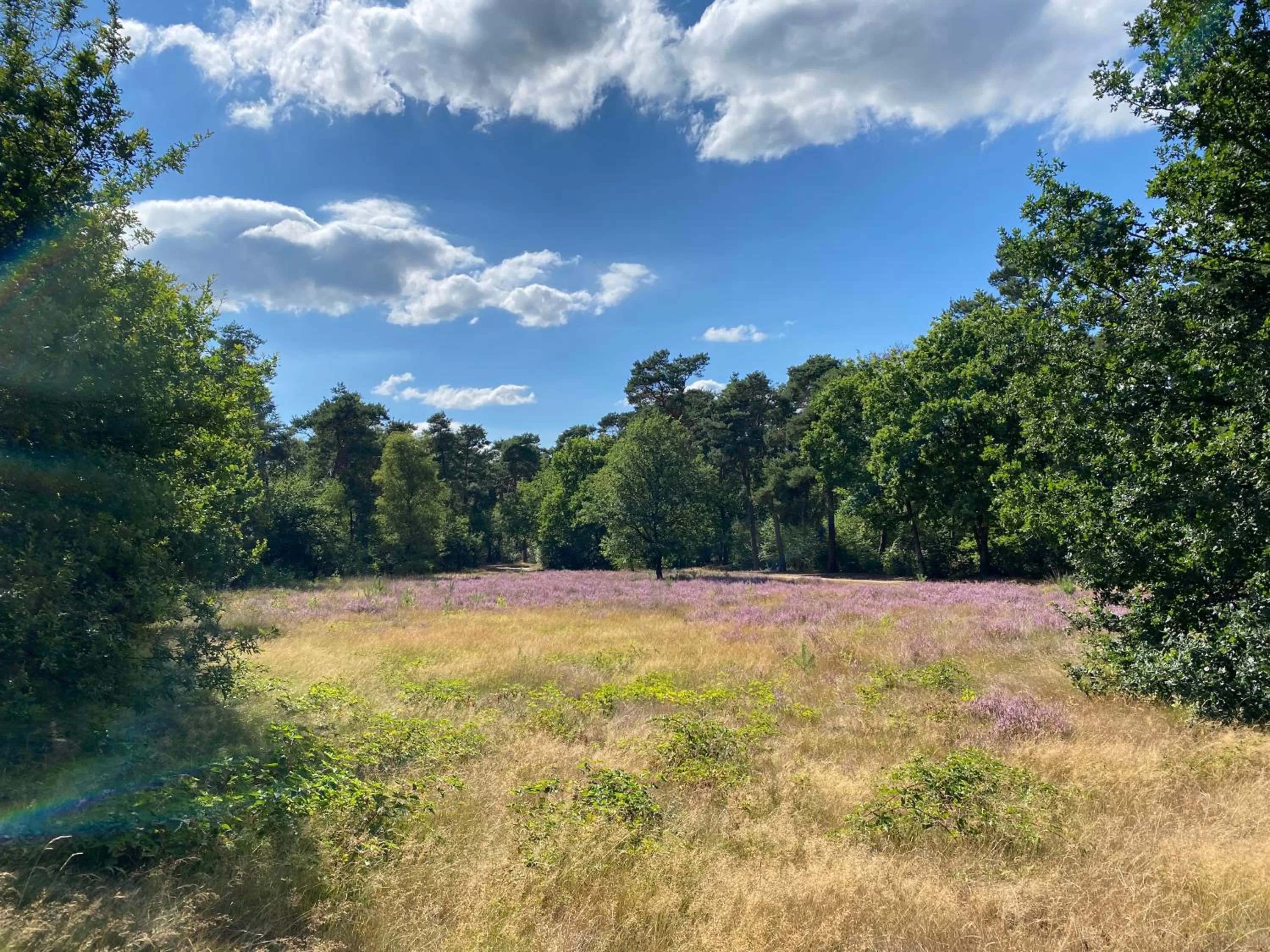 Natural landscape in Hotel Kapellerput Heeze-Eindhoven