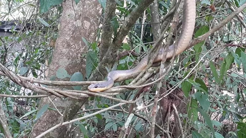 Other Animals in La Purruja Lodge