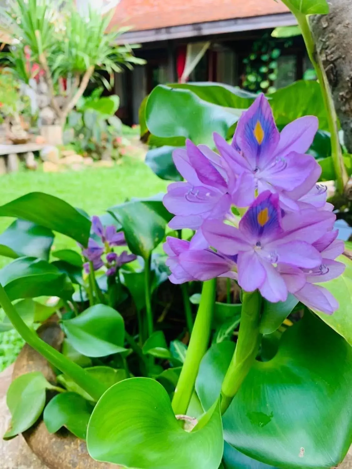 Spring, Garden in Hongkhao Village