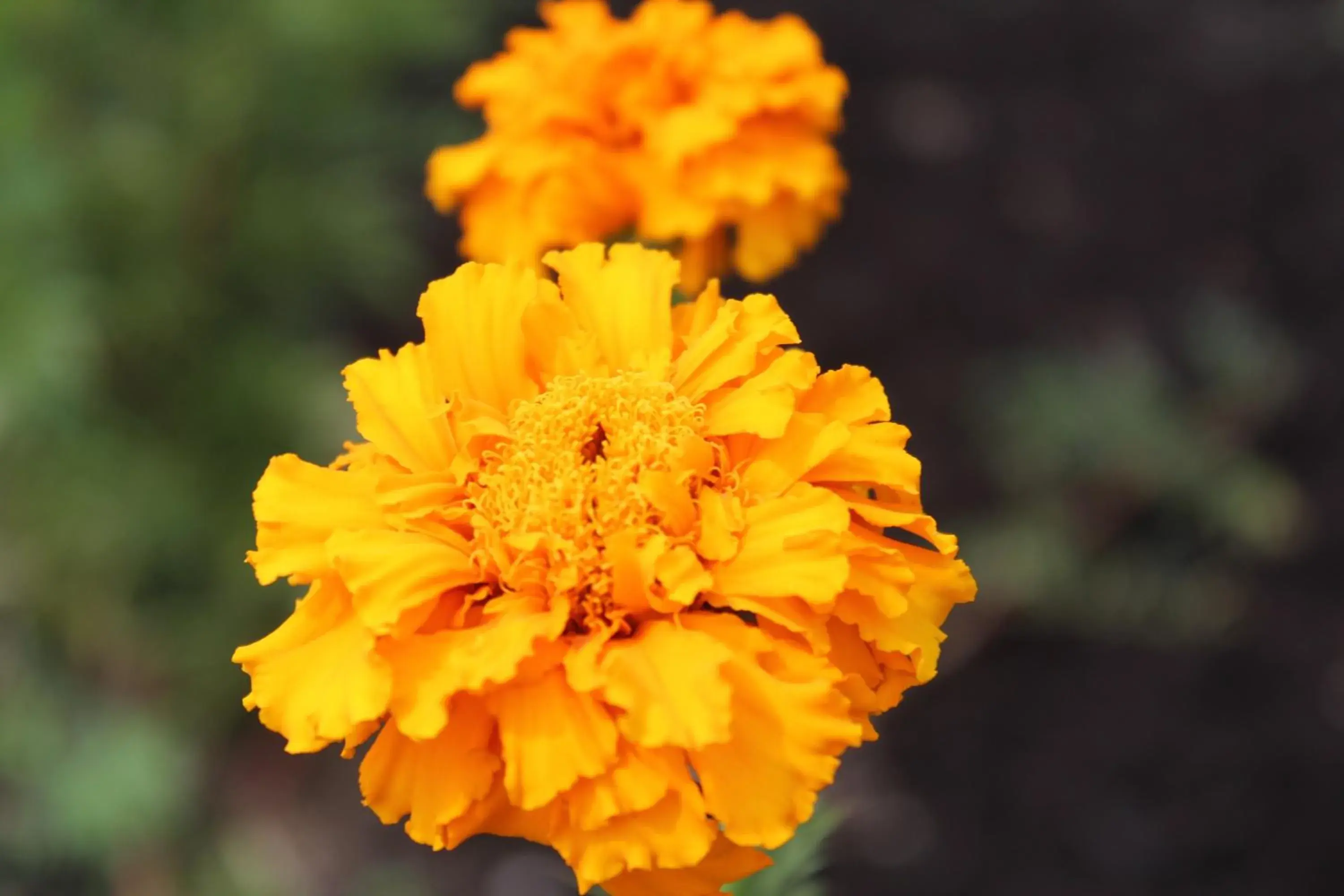 Garden view in Tourway Inn Garden view in Tourway Inn