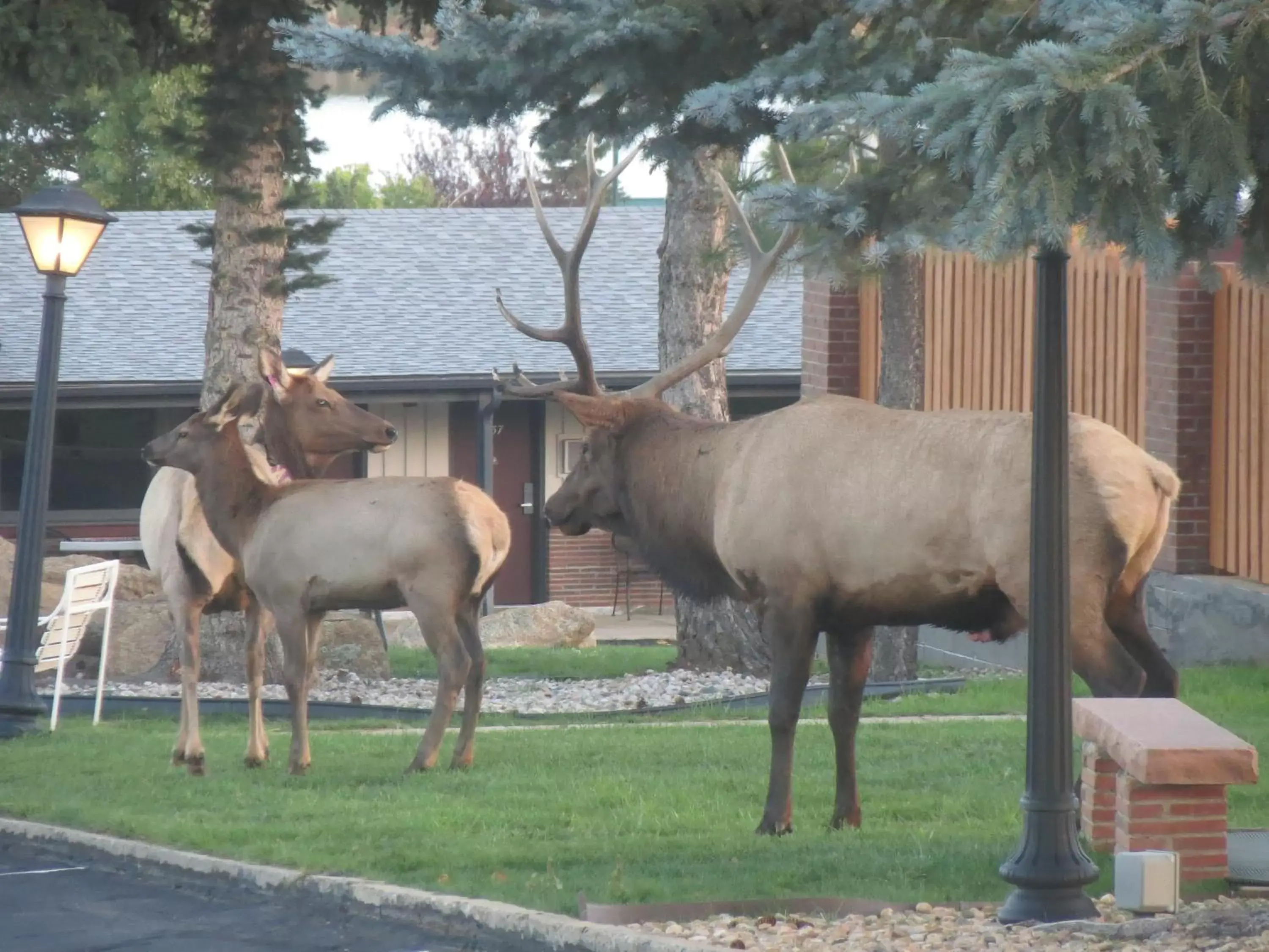 Other, Other Animals in Murphy's Resort