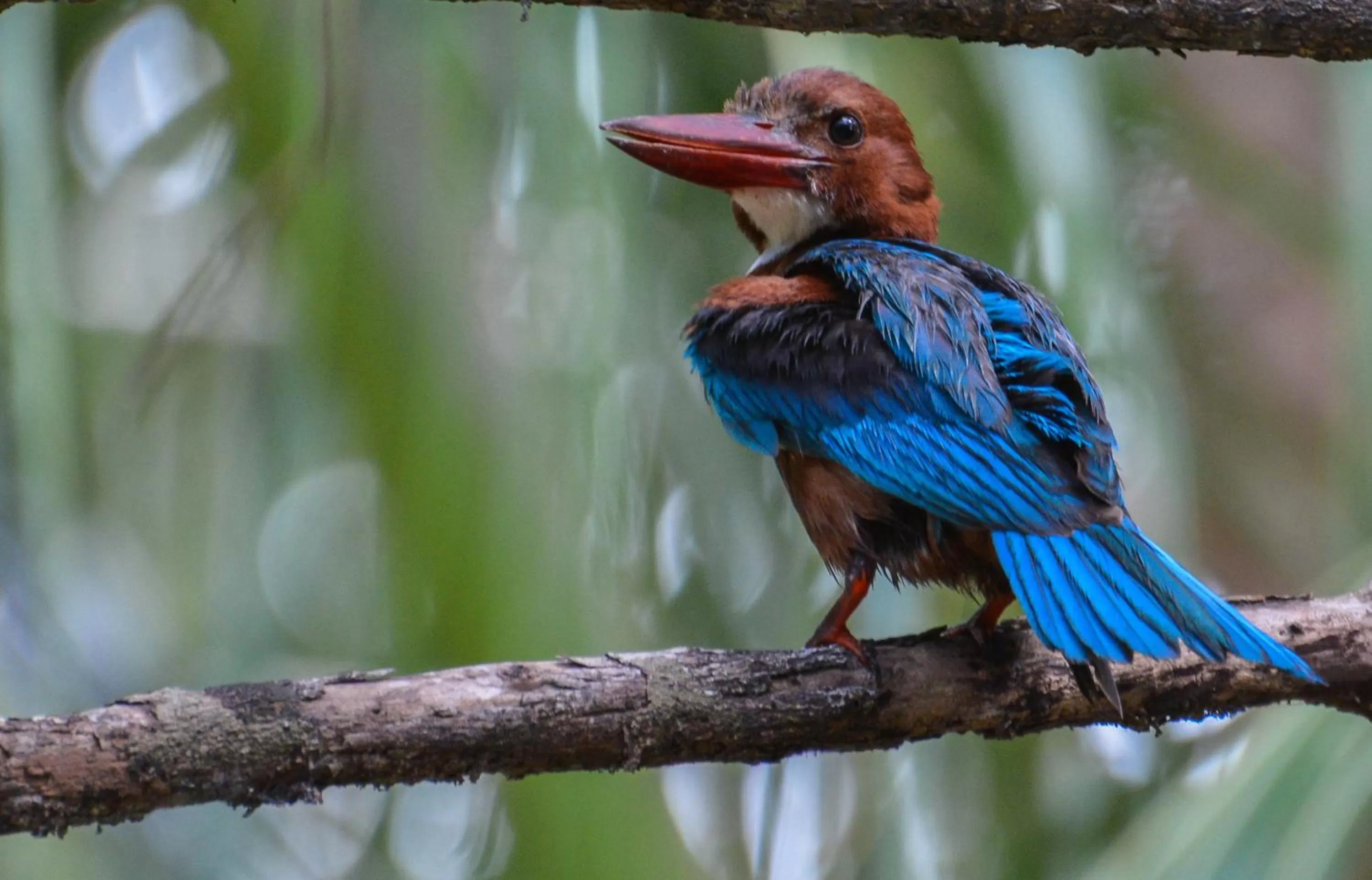 Animals in Elegant Hotel