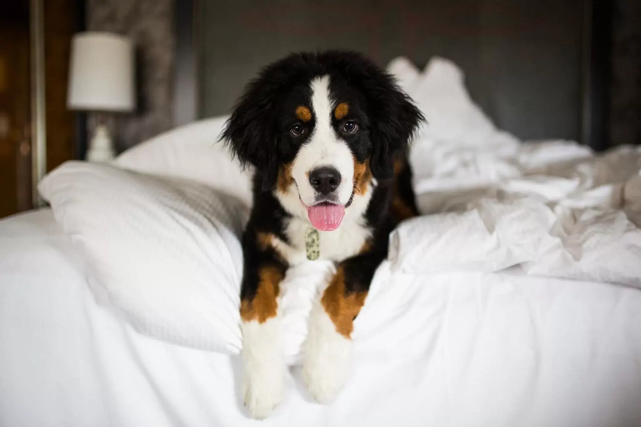 Bedroom, Pets in Loews Vanderbilt Hotel