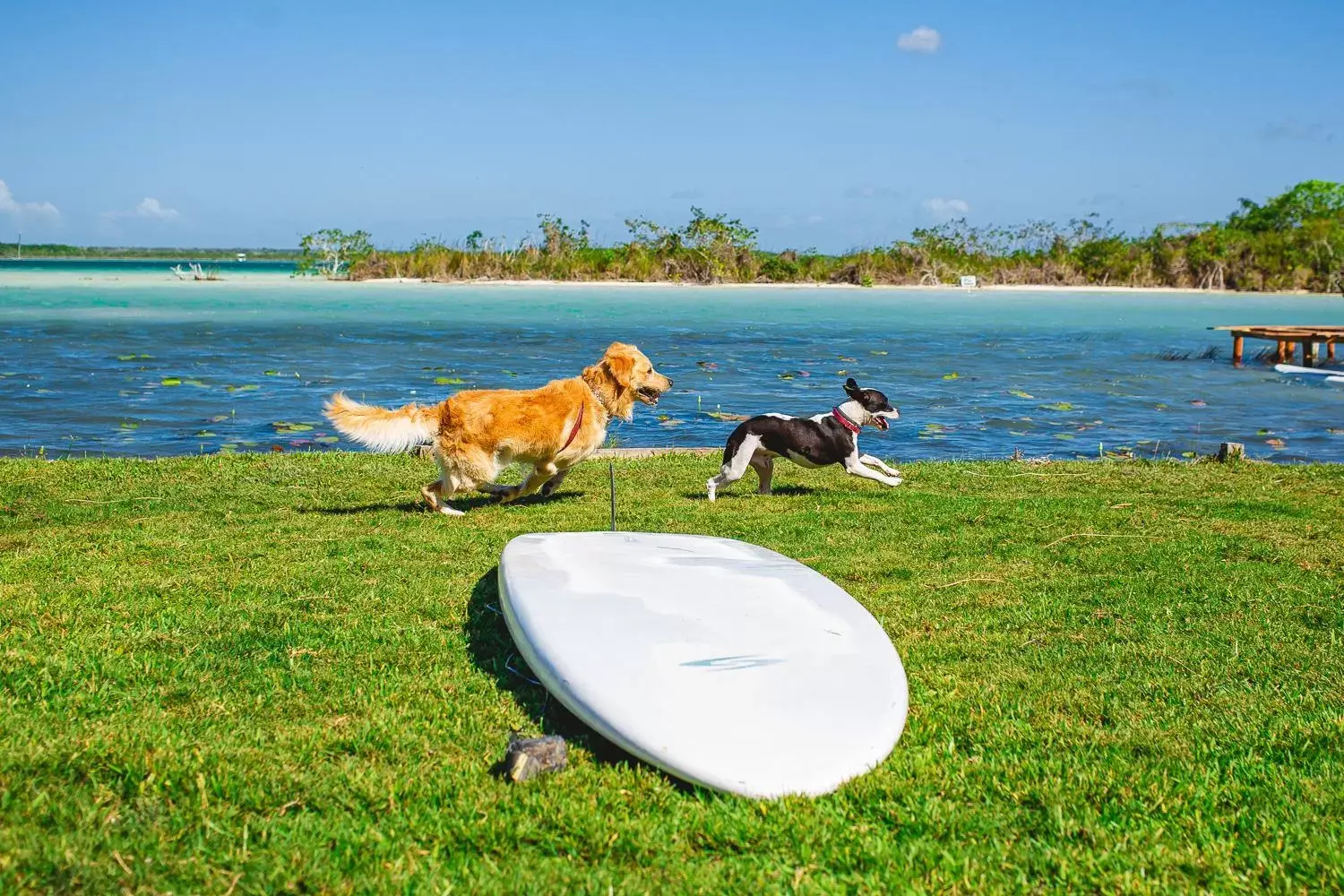 Other Animals in Hotel CasaBakal - A pie de Laguna - Bacalar