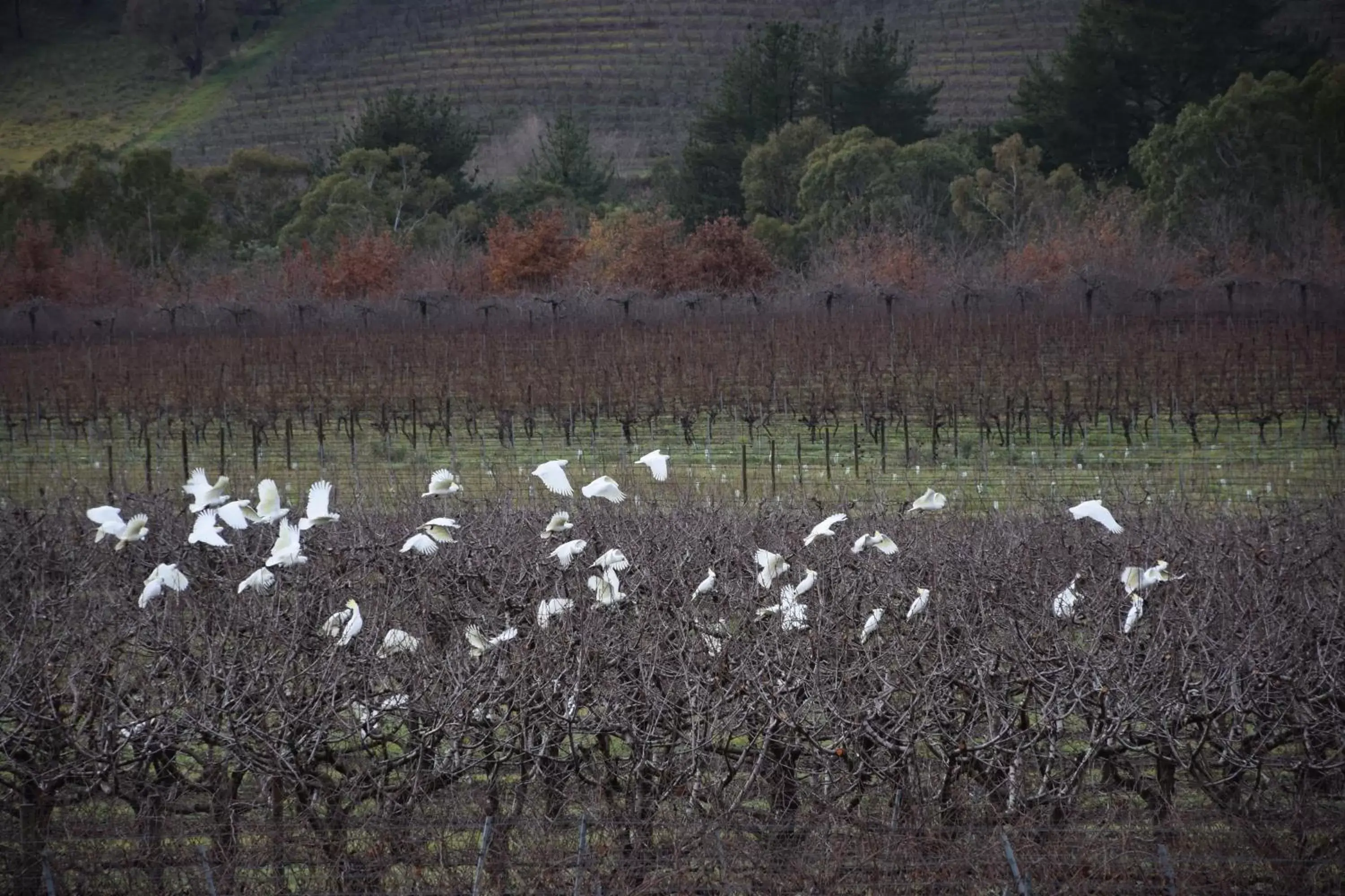 Animals, Garden in Borrodell Vineyard