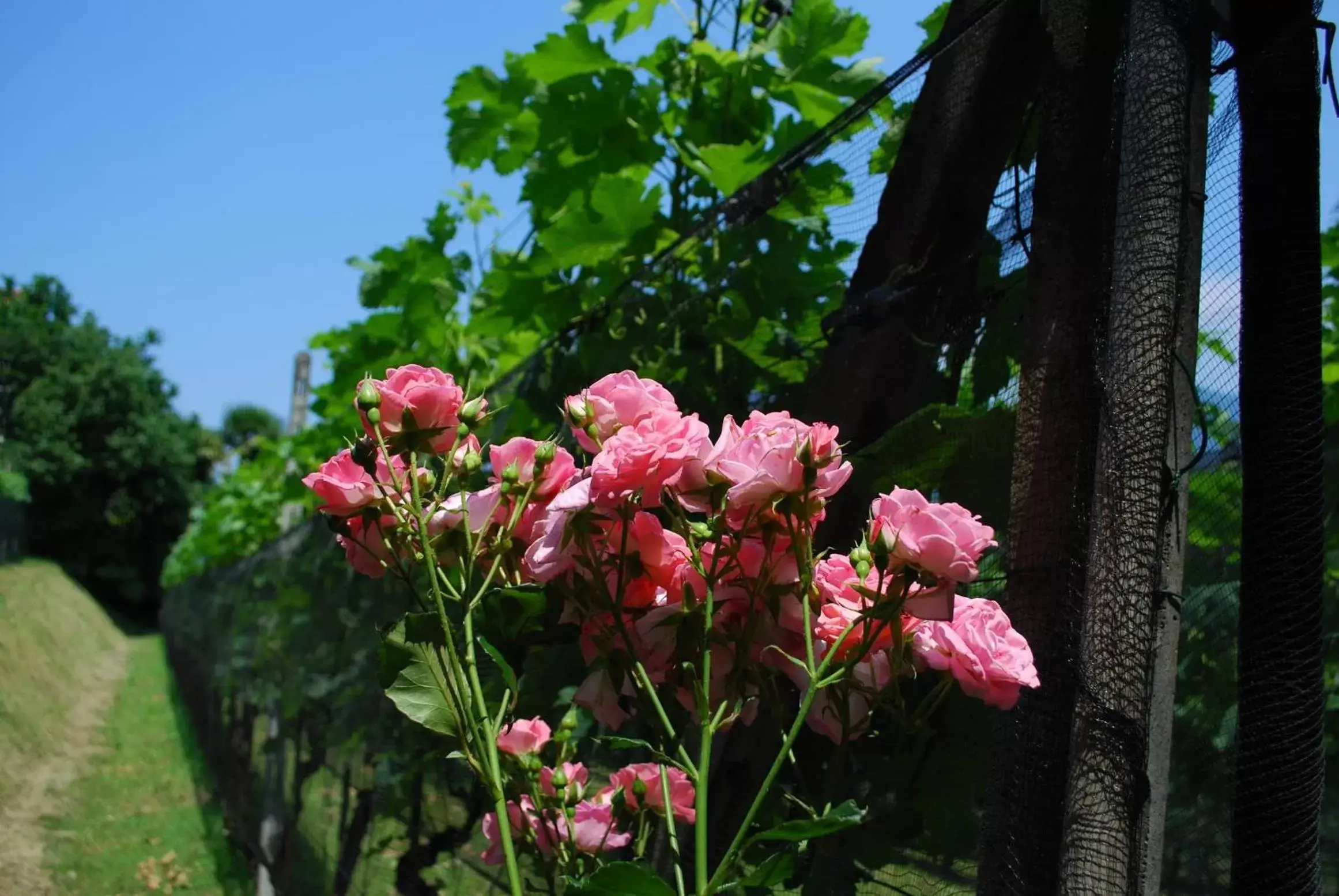 Day, Garden in Continental Parkhotel