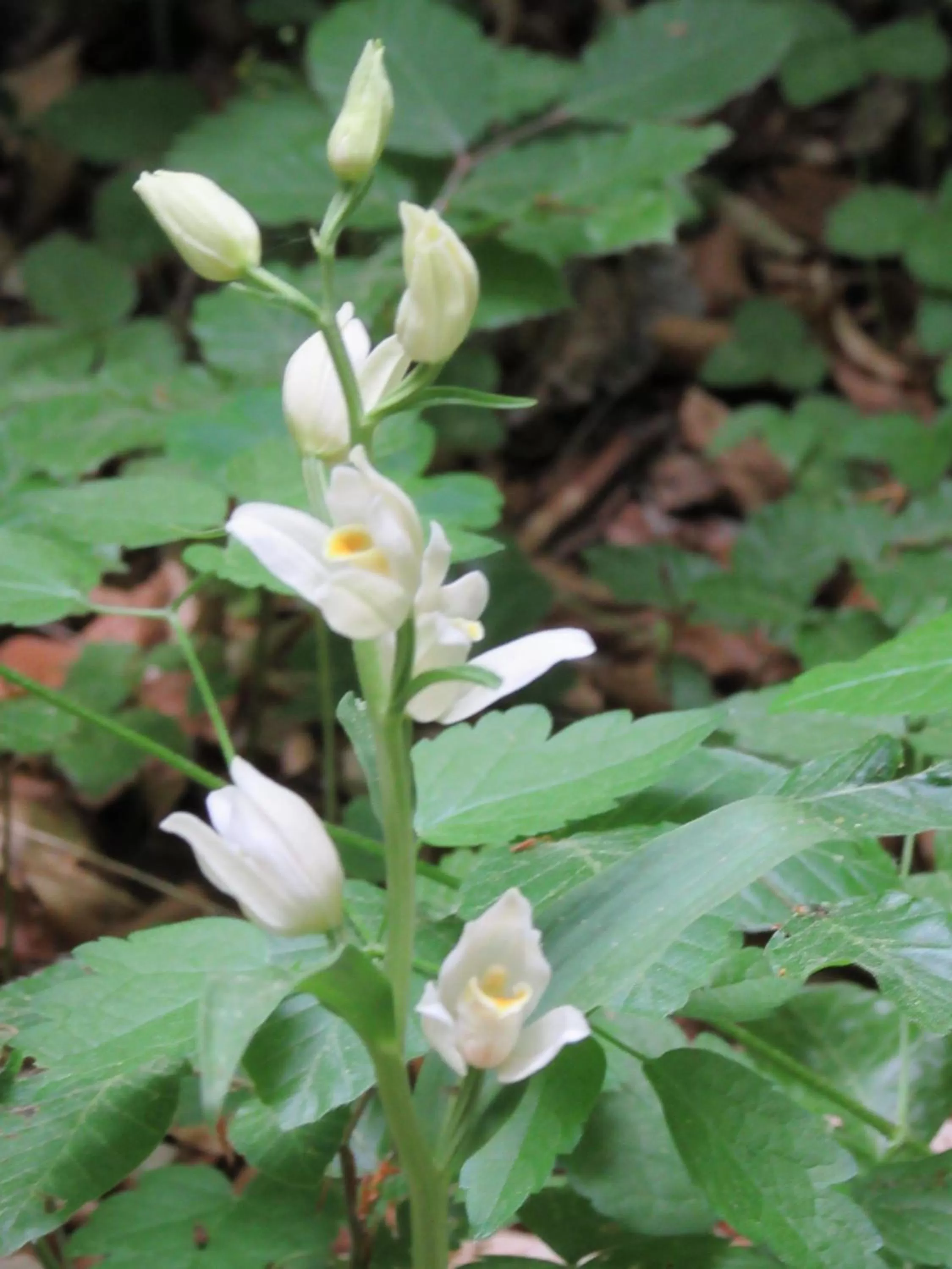 Natural landscape in Hotel Haus Orchideental Jena