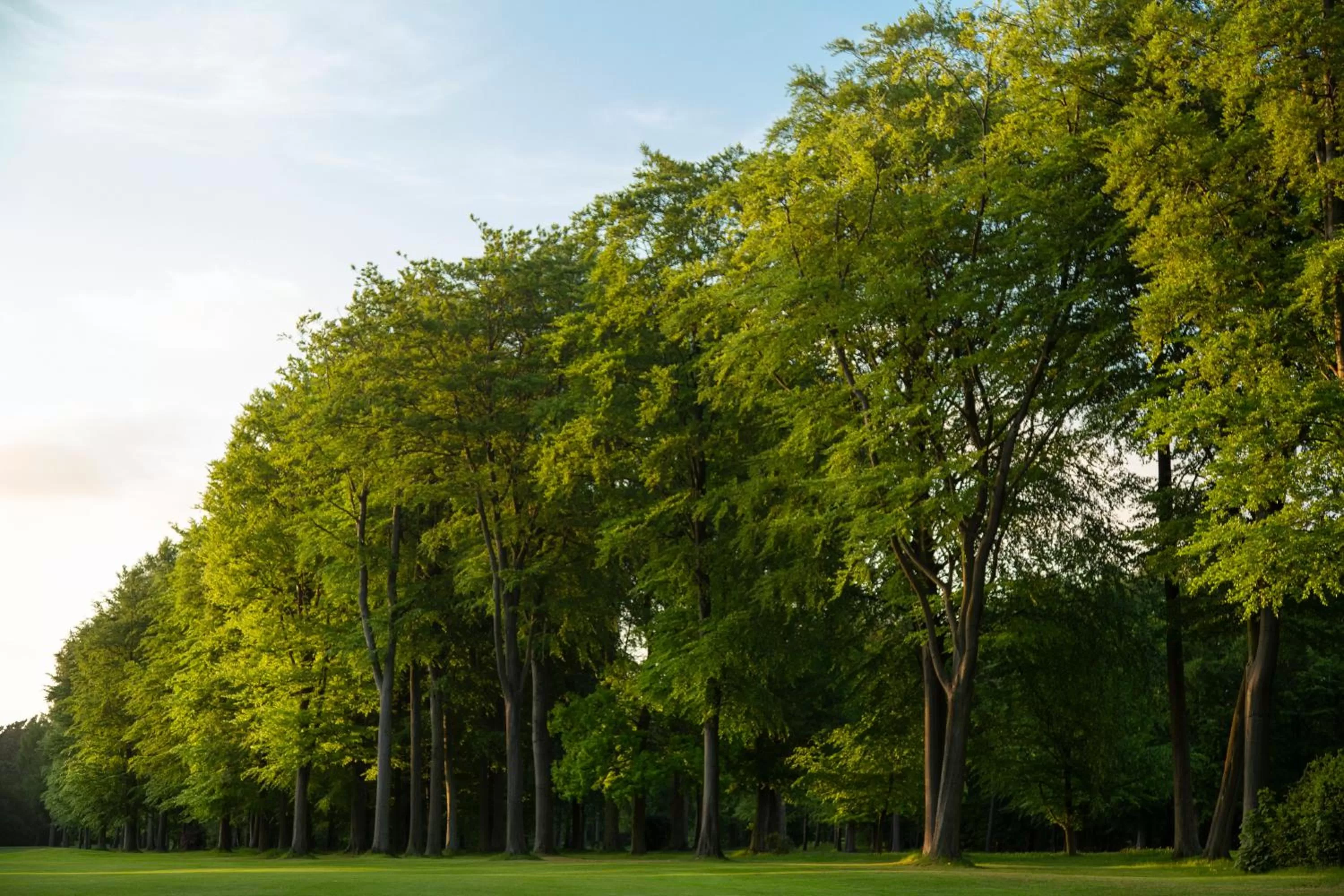 Golfcourse in Forest Pines Hotel, Spa & Golf Resort