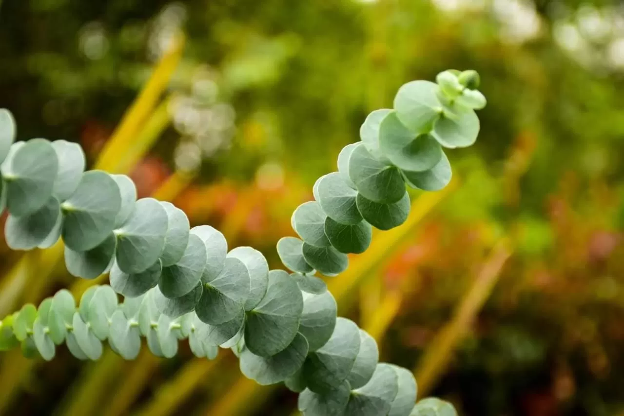 Garden in Hotel Vísperas