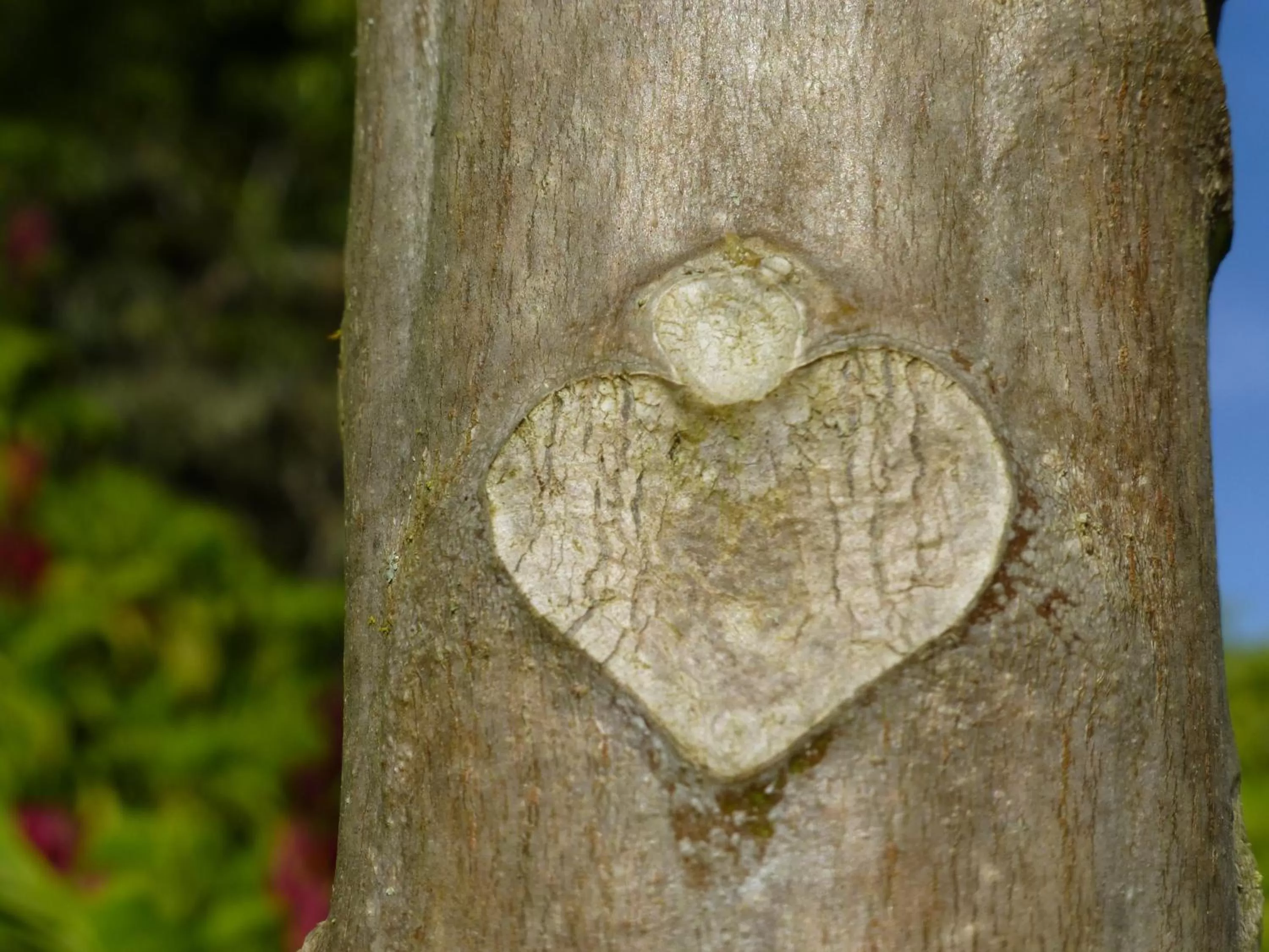 Garden in Finca El Cielo
