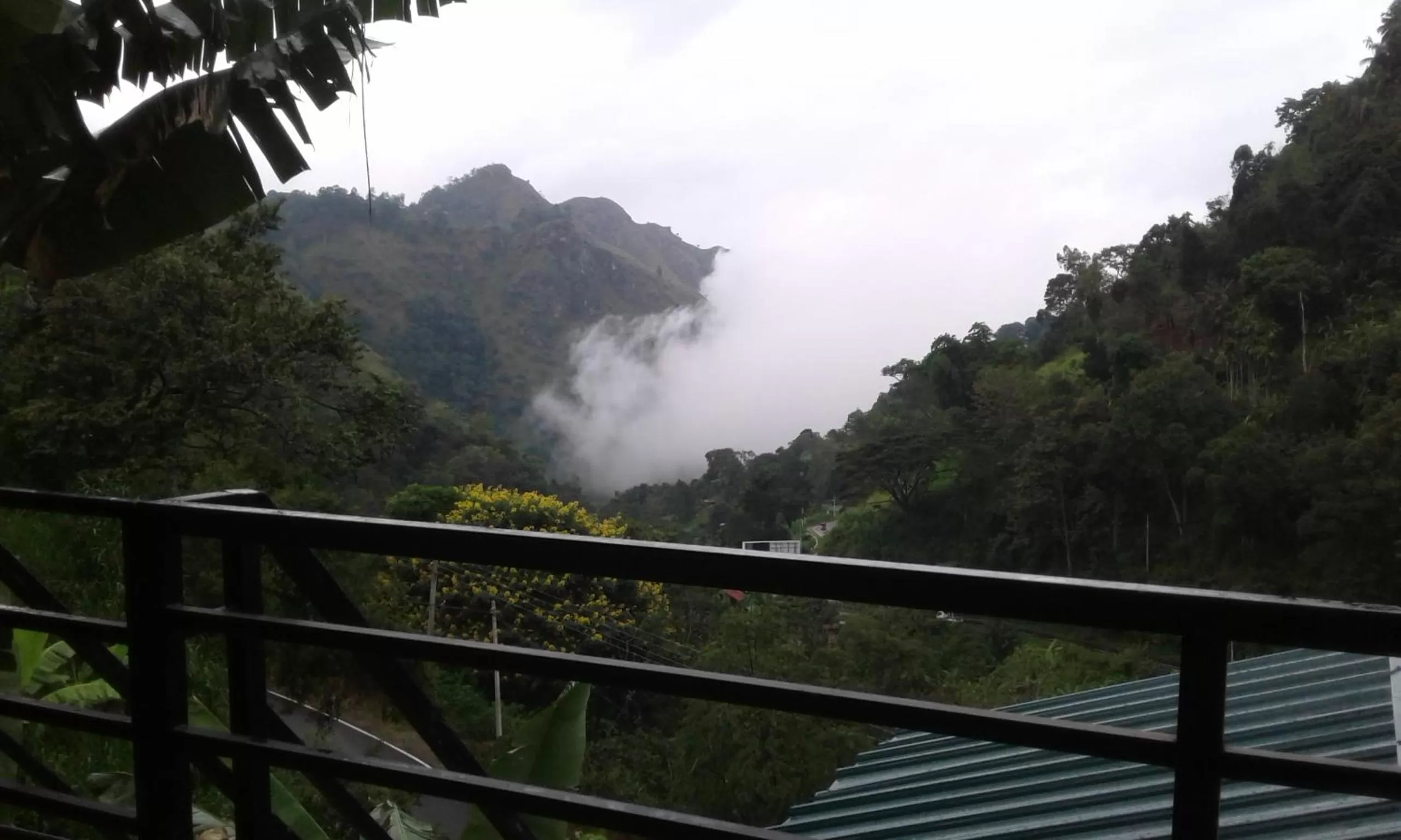 Ella Lucky Panoramic