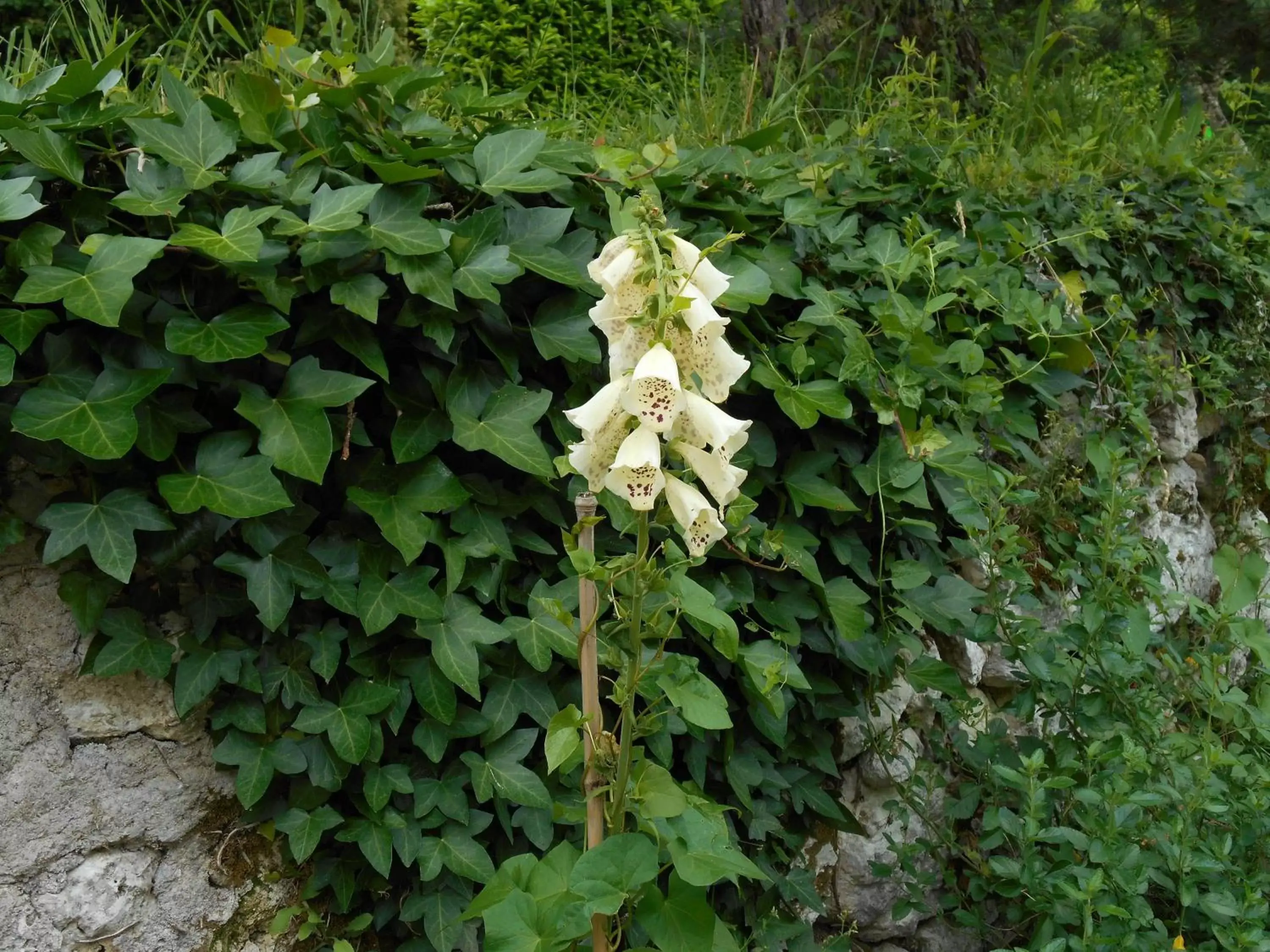 Garden, Other Animals in Le Colombier