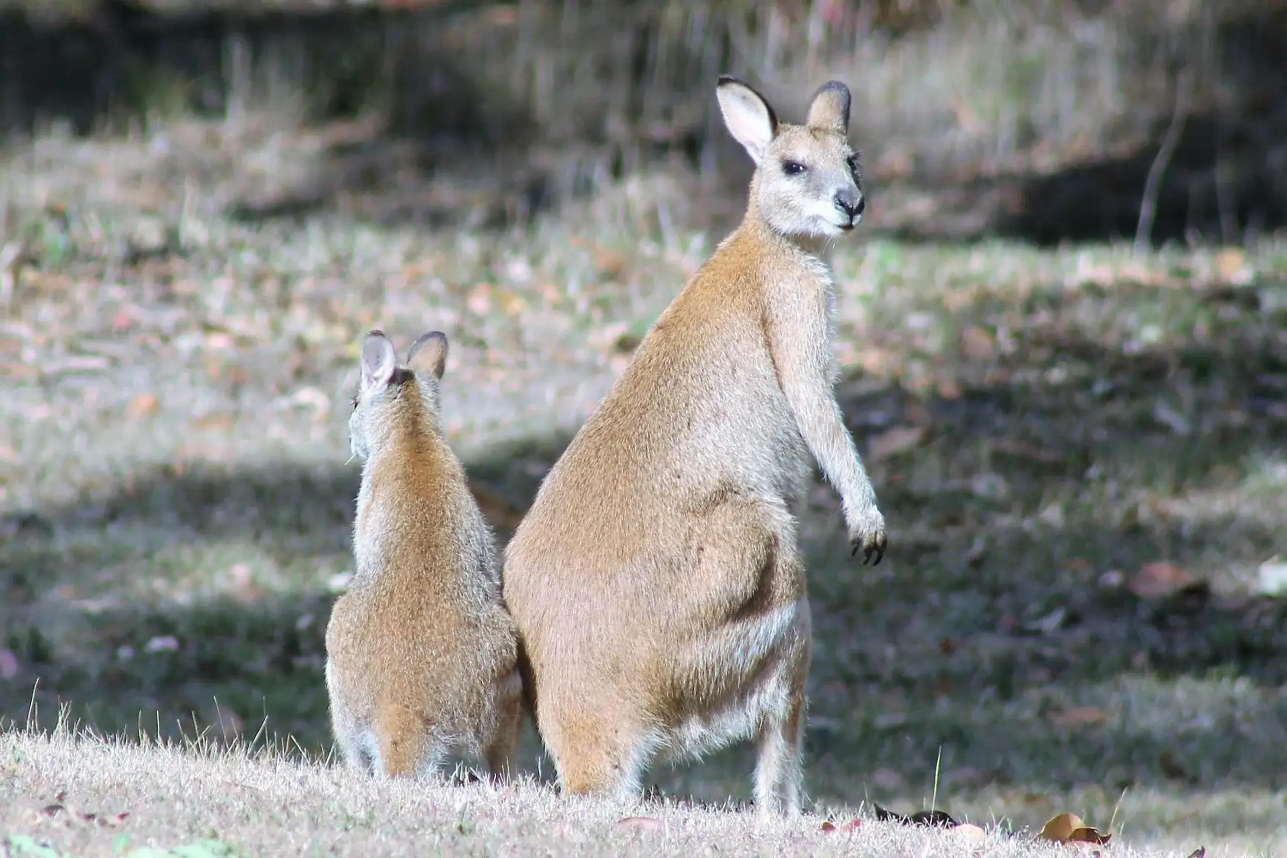 View (from property/room), Other Animals in Airlie Beach Eco Cabins - Adults Only