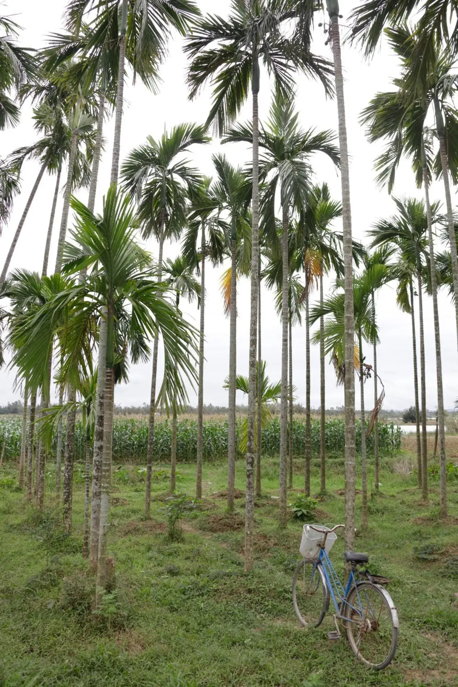 Nearby landmark in Riverside Hamlet Homestay & Villa